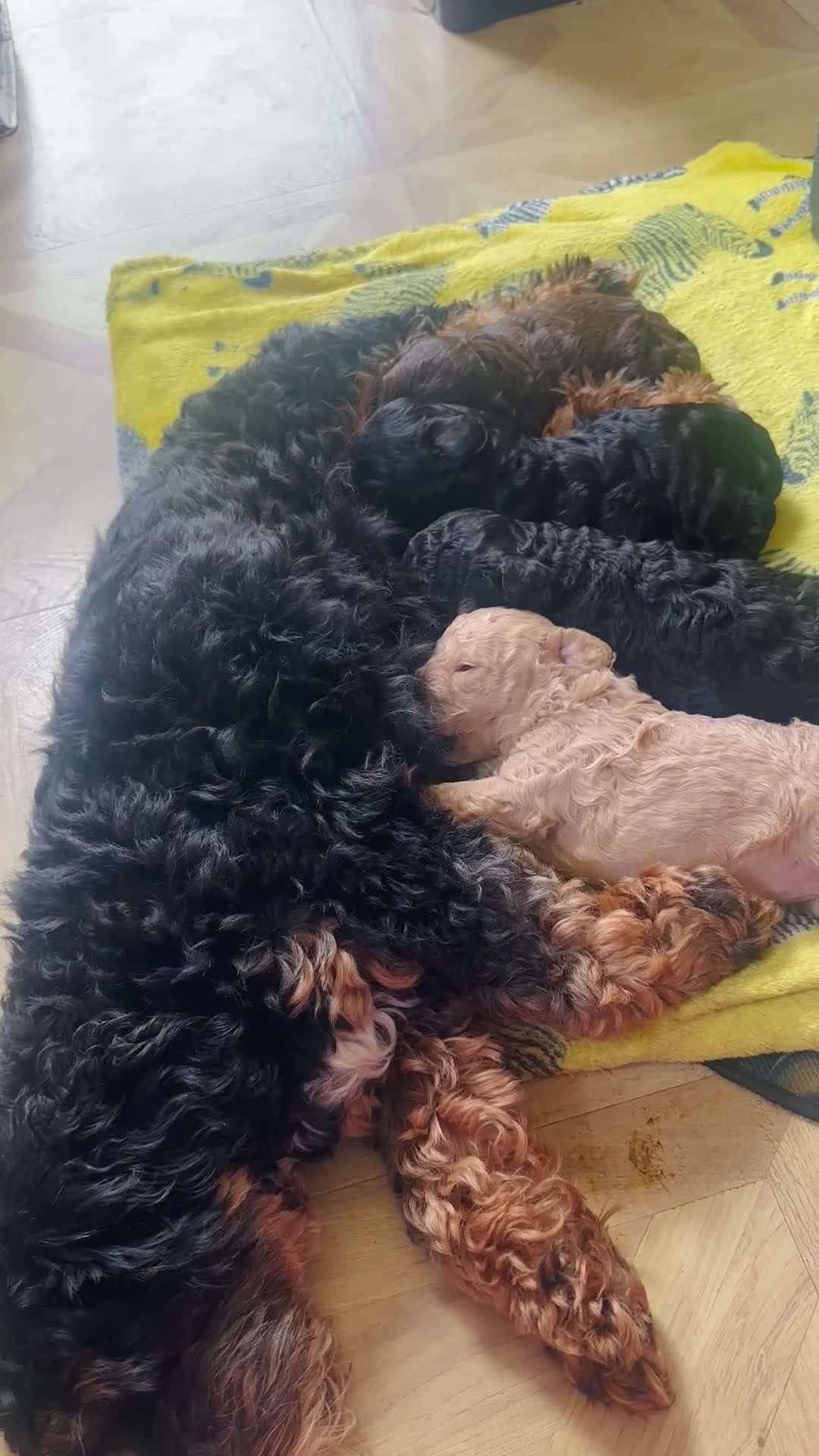 Cavapoo dogs for sale: Gorgeous F1B Cavapoos (cavalier X toy poodle) - Video 1