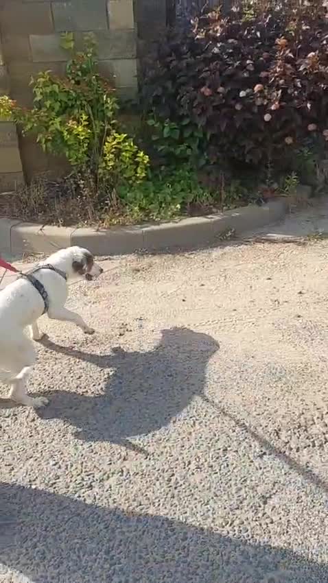Foxhound dogs for adoption: Hugo – The Puppy Who Survived the Silence - Video 2