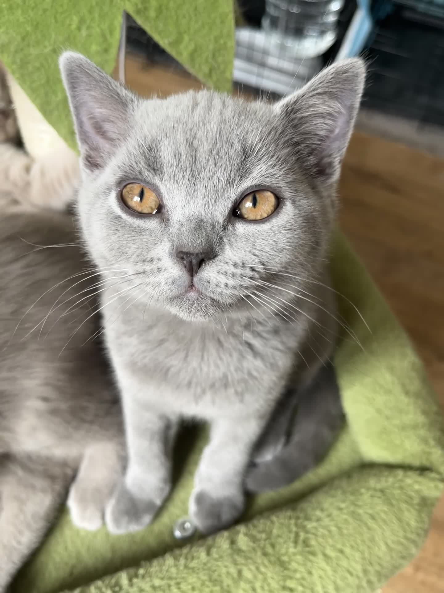 British Shorthair cats for sale: Lilac & Blue BSH’s GCCF available in 1 week 🩵💜 - Video 1