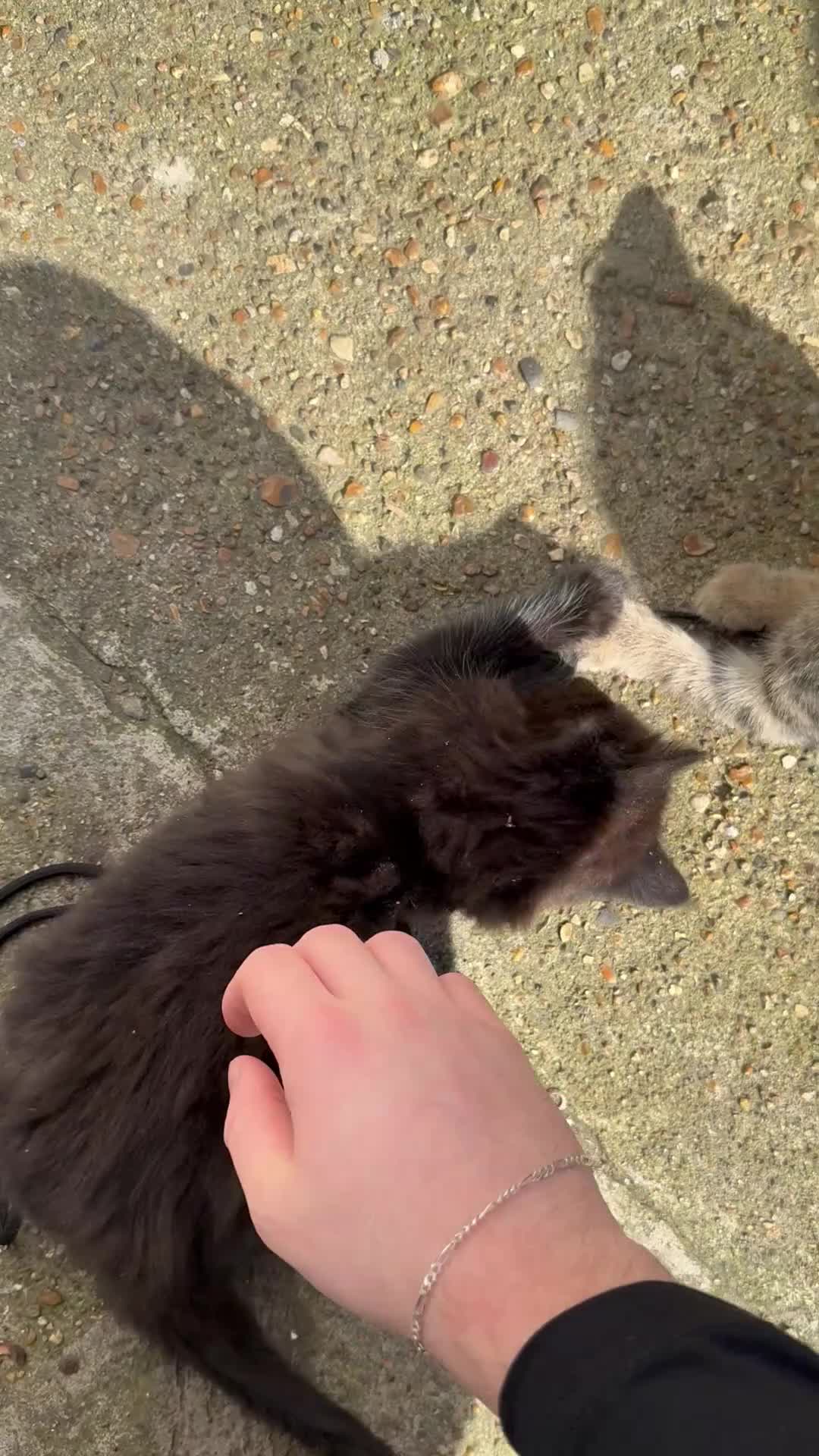 Mixed Breed cats for sale: cute mixed kittens  - Video 2