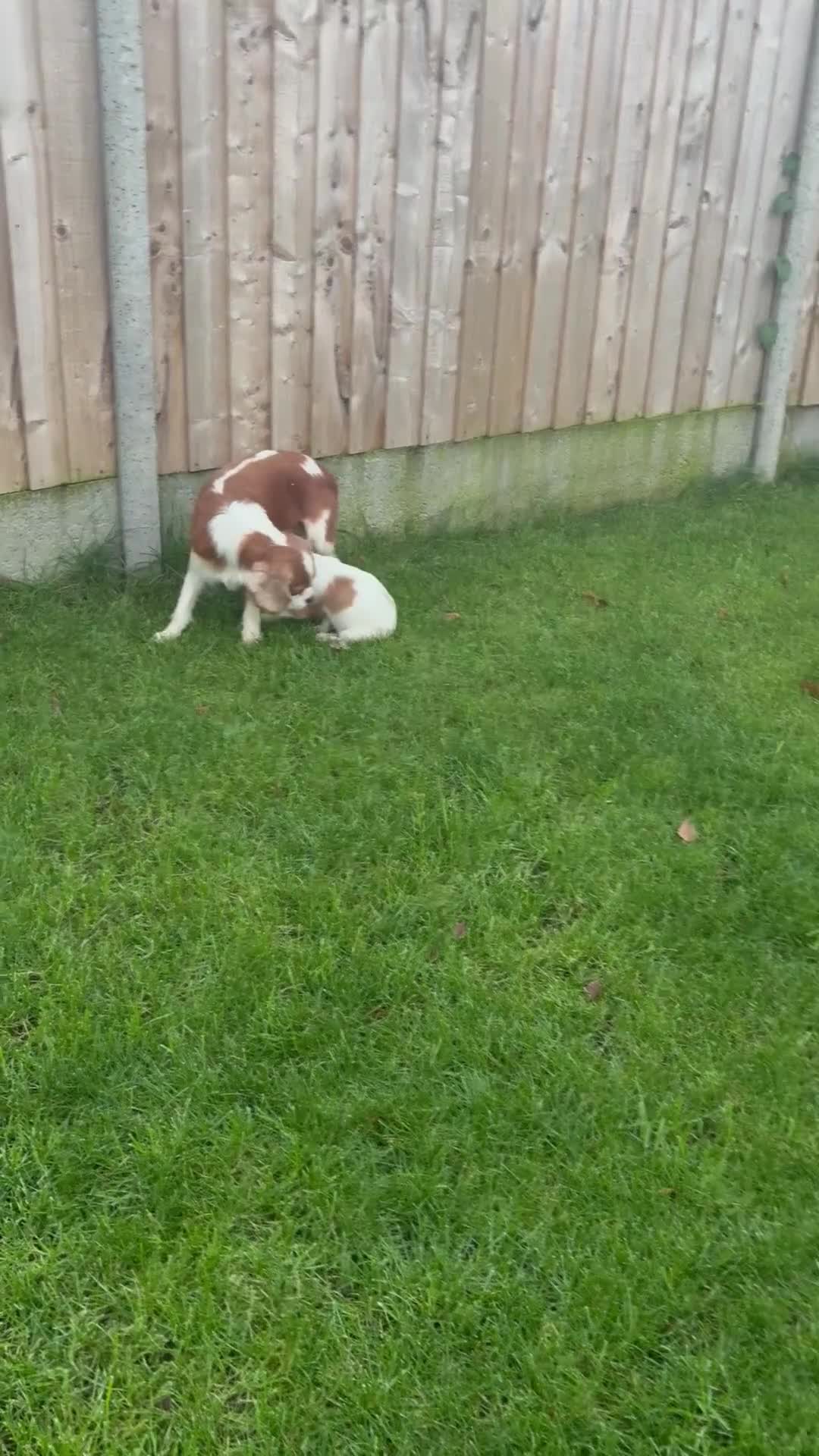 Cavalier King Charles Spaniel dogs for sale: ✨Adorable King Charles Cavalier Puppies✨READY NOW✨ - Video 3