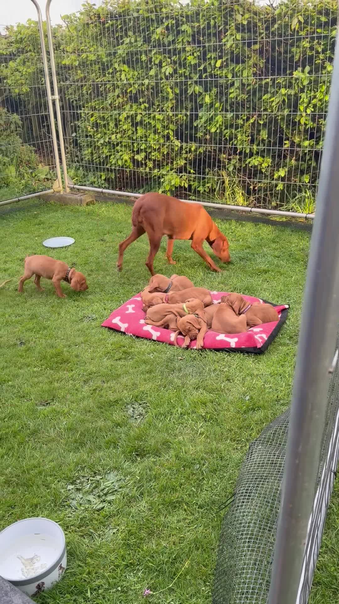 Hungarian Vizsla dogs for sale: !!REDUCED!! Beautiful KC Registered Vizsla Pups - Video 2