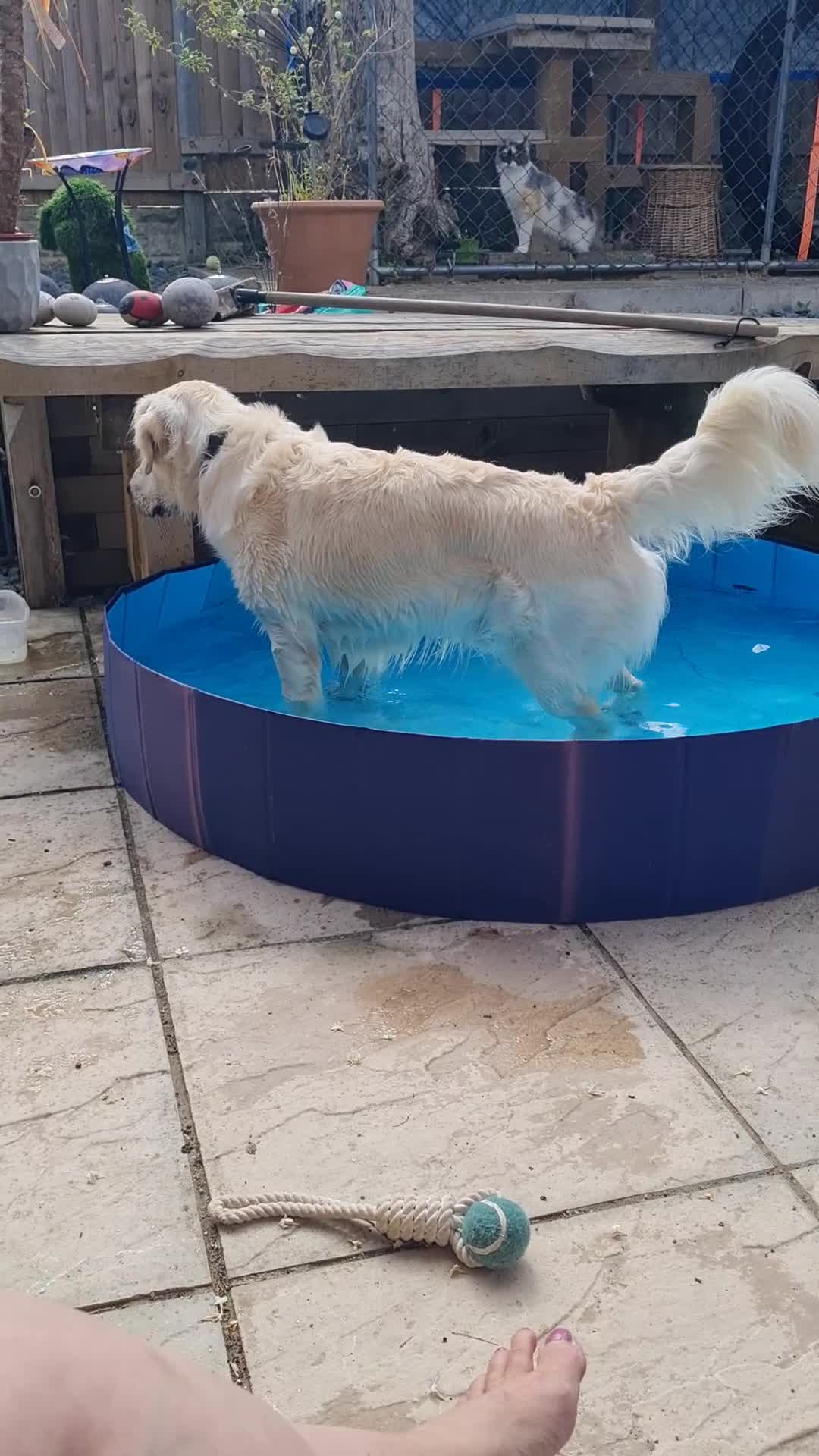 Golden Retriever dogs for sale: Stunning Golden Retriever boy - Video 1