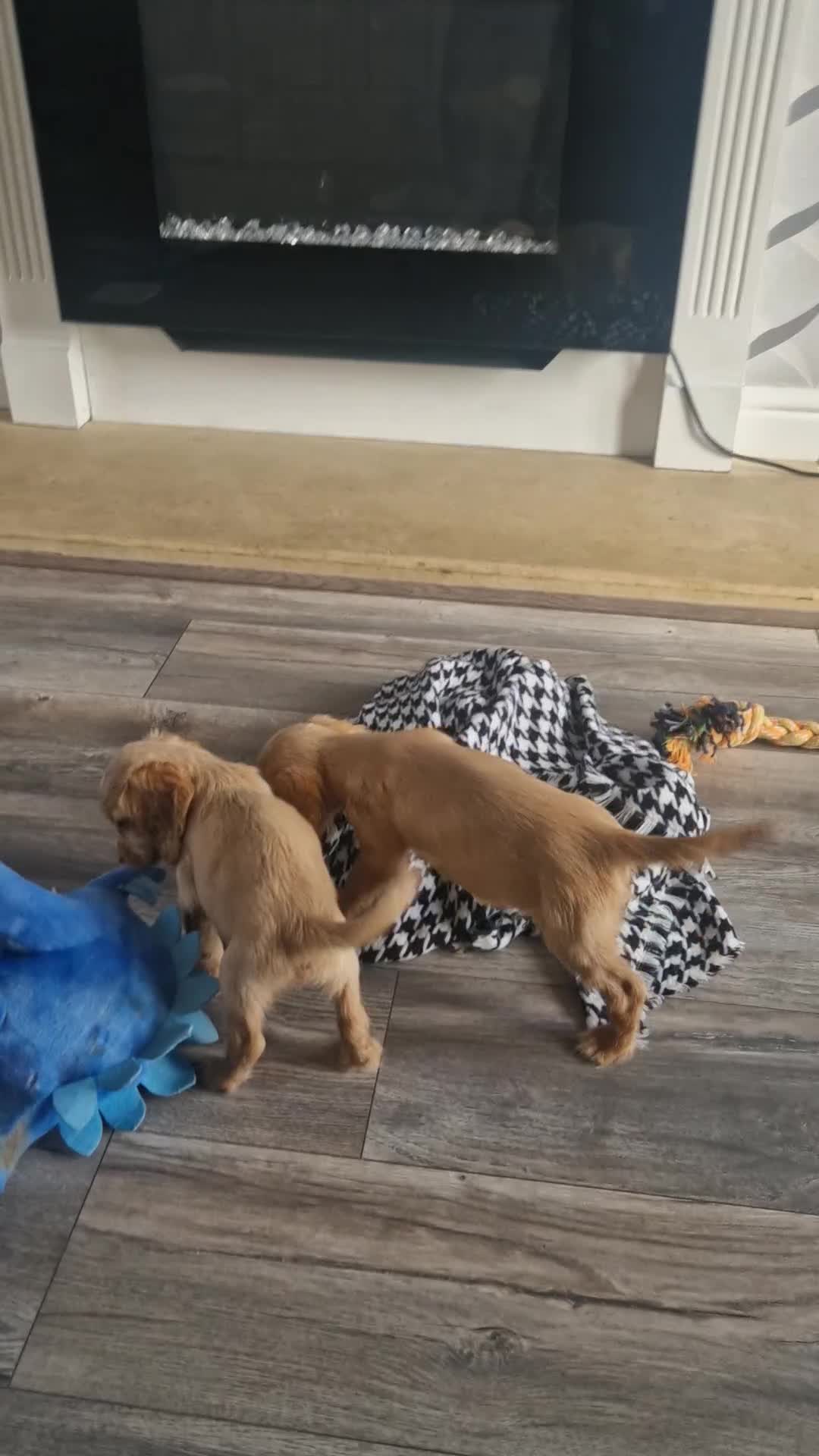 Cocker Spaniel dogs for sale: Cocker spaniels only 3 left  - Video 1
