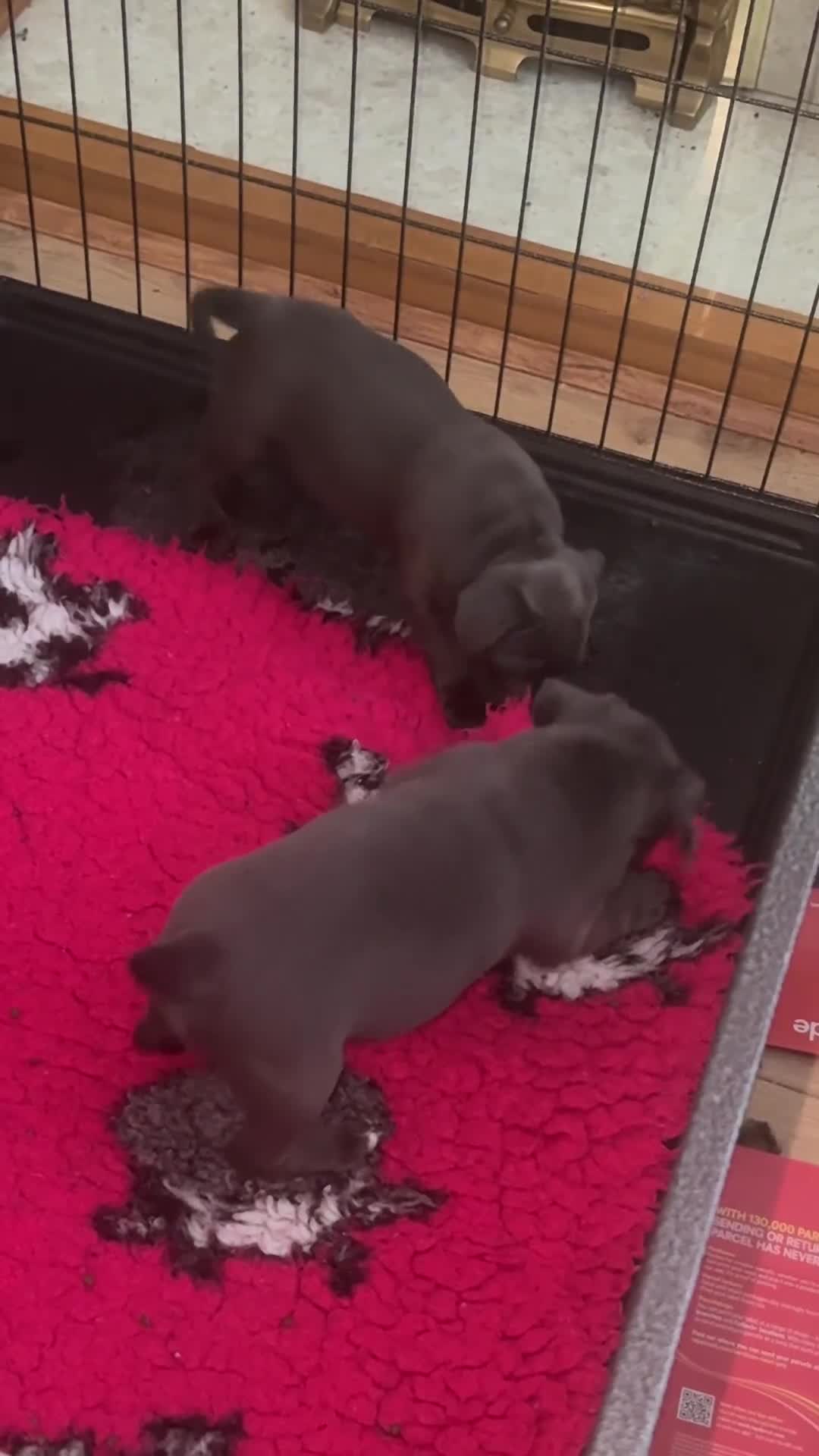 Staffordshire Bull Terrier dogs for sale: Amazing blue Staffordshire bull terrier puppies  in Stoke-on-Trent - Video 1