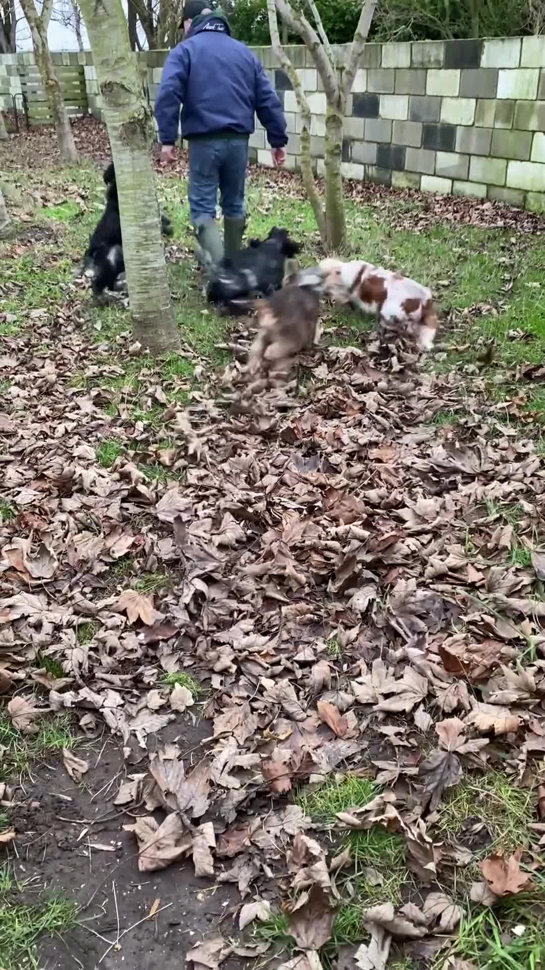 Cocker Spaniel dogs for sale: Adorable show cocker adult girls  - Video 1