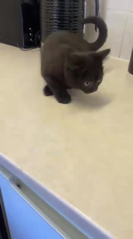British Shorthair cats for sale: Champion GCCF Black British Shorthair Kittens - Video 2