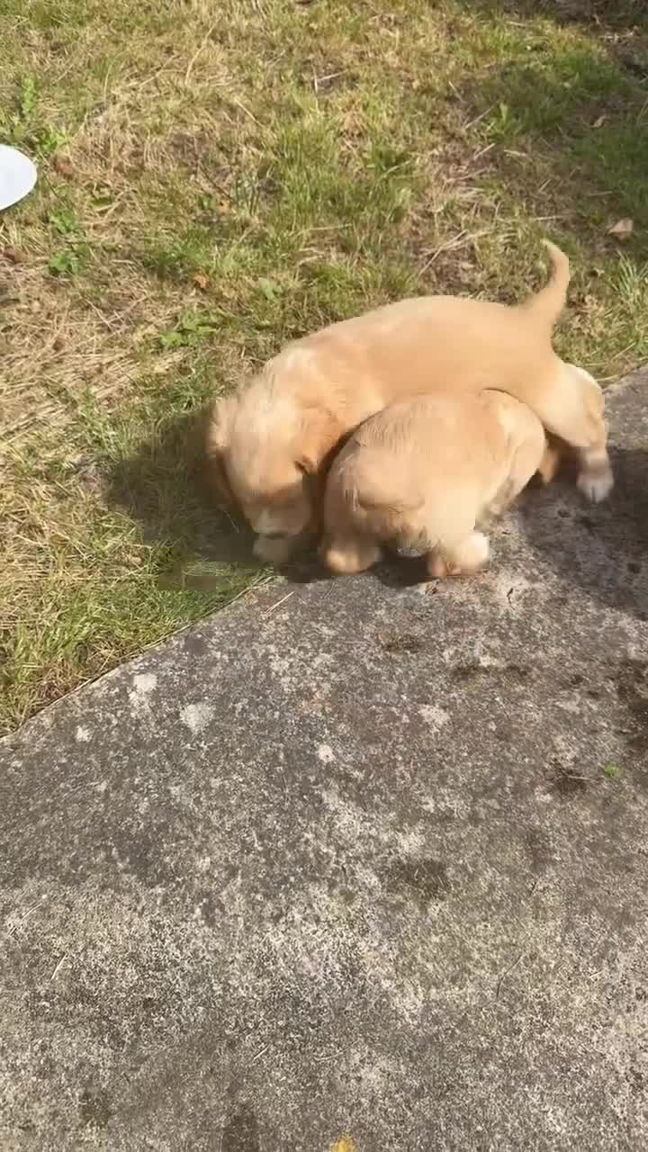 Cocker Spaniel dogs for sale: 2 cream and white cocker spaniel puppies - Video 3