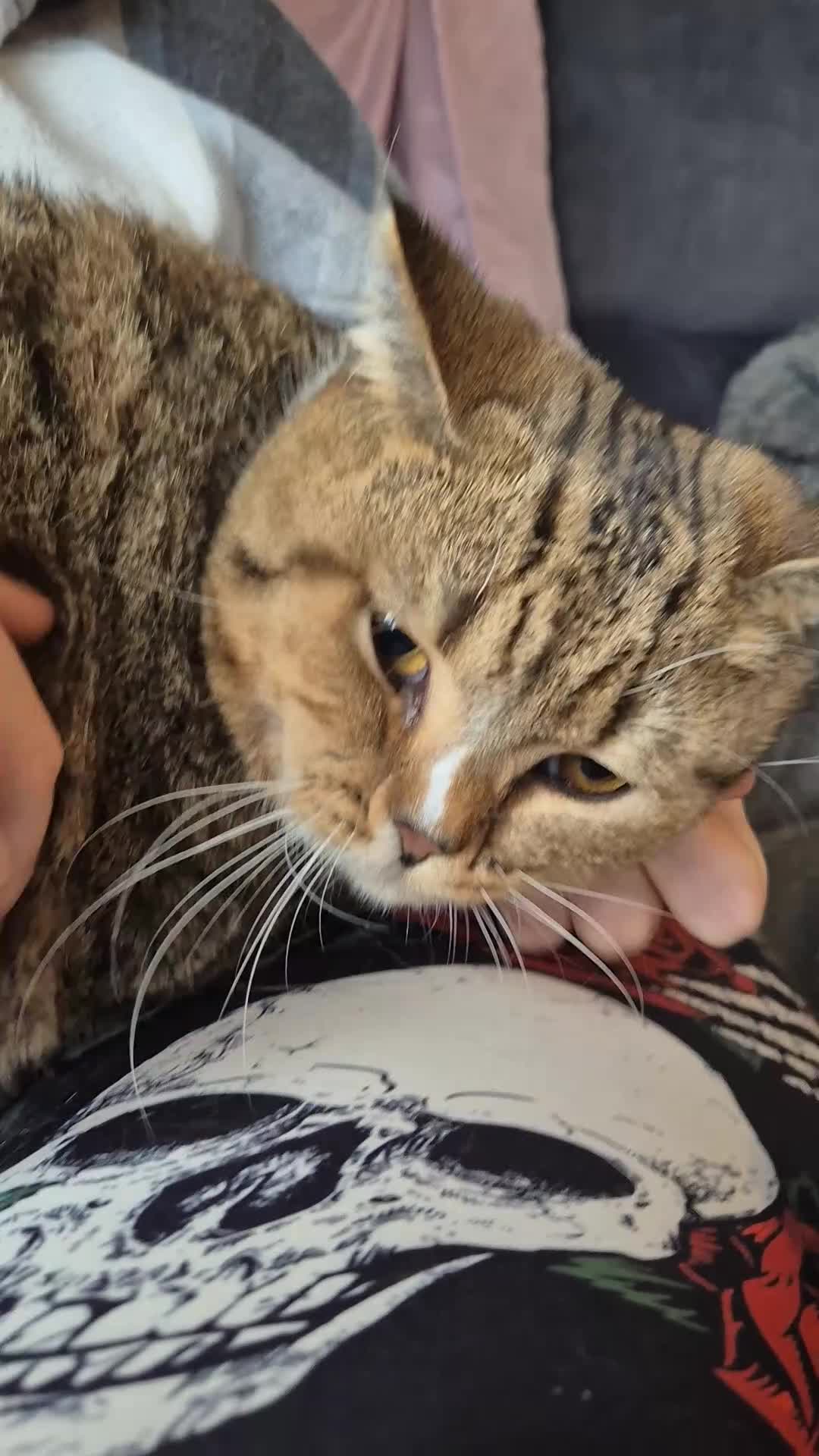 Selkirk Rex cats for sale: Pedigree selkirk rex cuddliest boy - Video 1