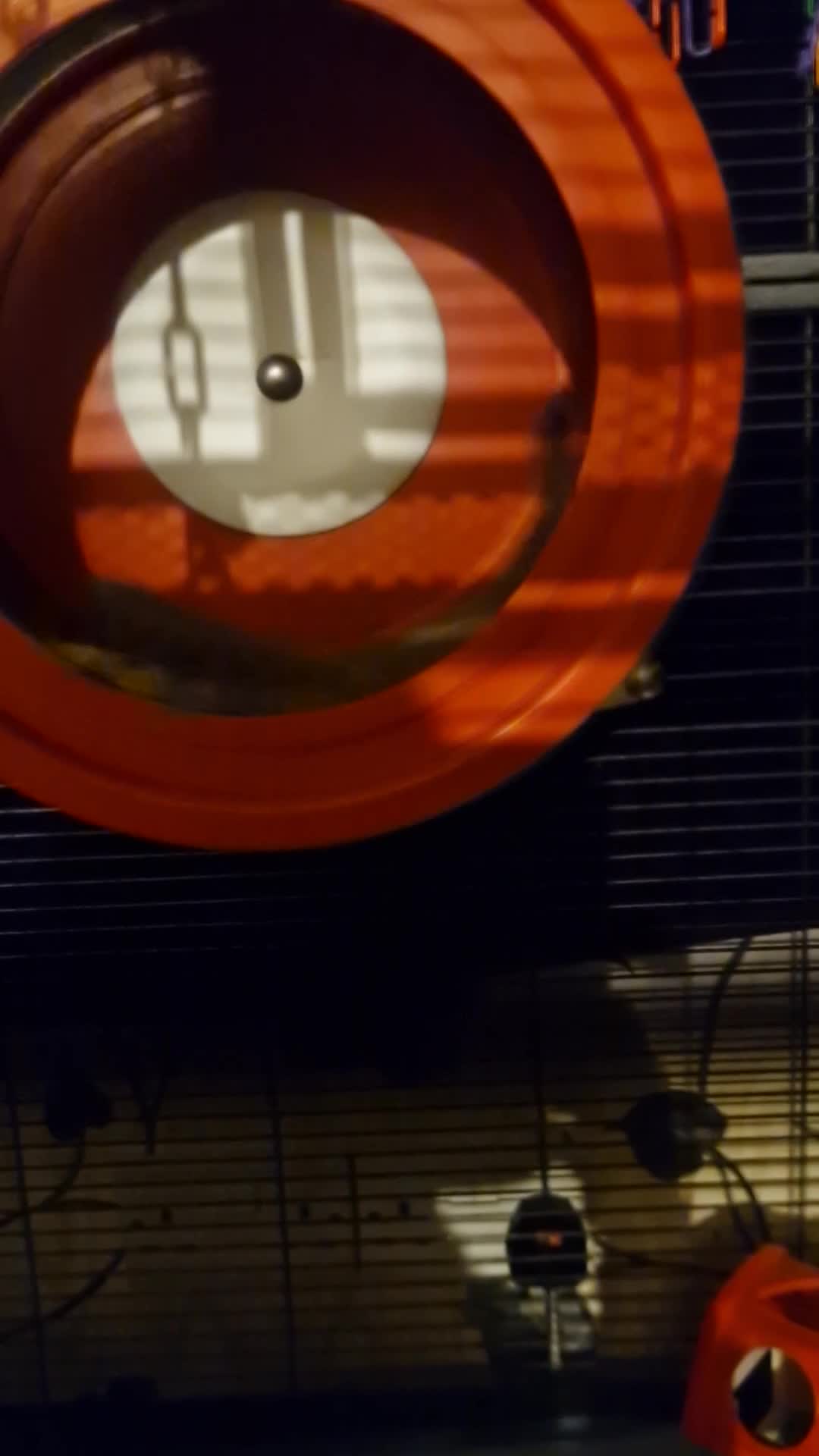 Sugar Glider rodents for sale: Bonded pair sugar gliders in Oldham - Video 2