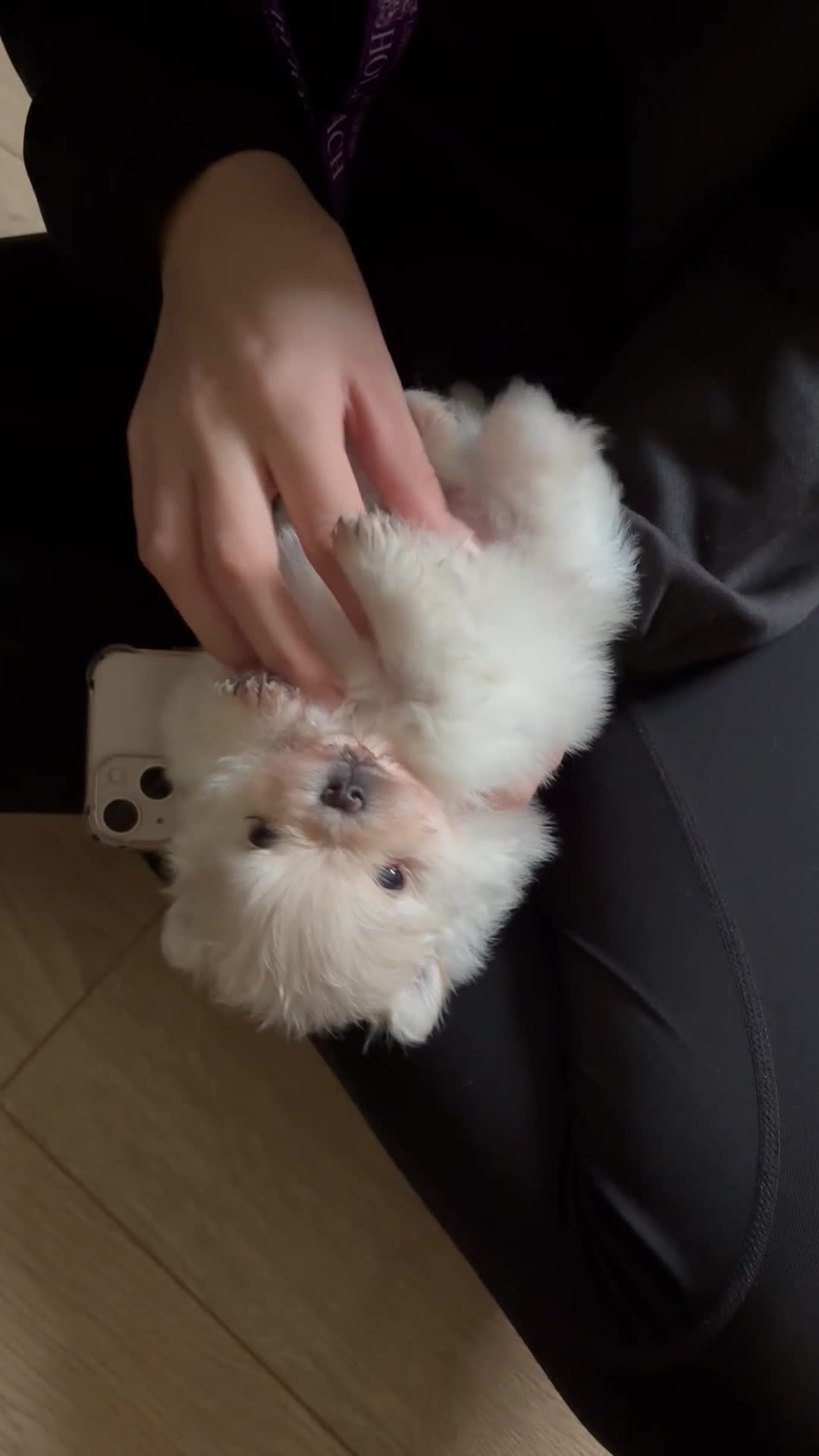 Pomeranian dogs for sale: Mini/ tea cup white girl Pomeranian  - Video 1