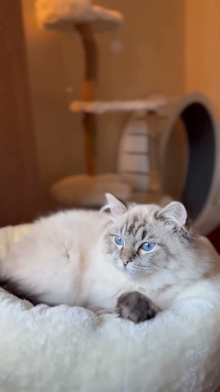 Ragdoll cats for sale: Pure Breed Beautiful Ragdoll Girl in Birmingham - Video 1
