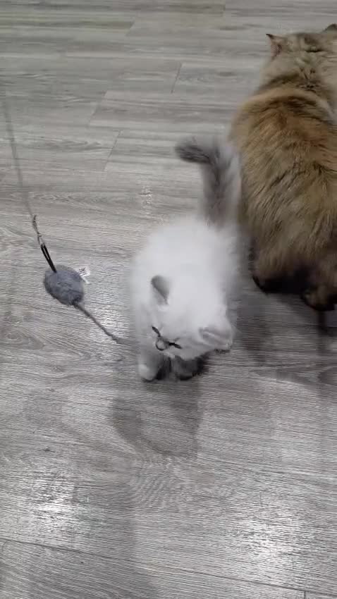 British Longhair cats for sale: Lilac golden tip female  - Video 2