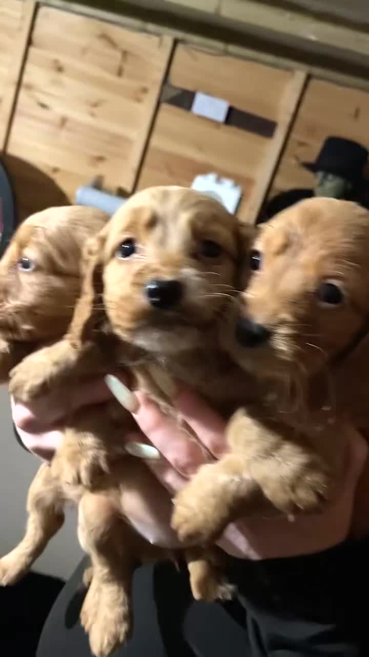 Cockapoo dogs for sale: Cockerpoo - Video 3