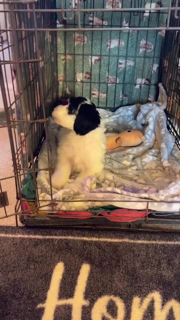 Cockapoo dogs for sale: Gorgeous Cockapoo puppies - Video 2