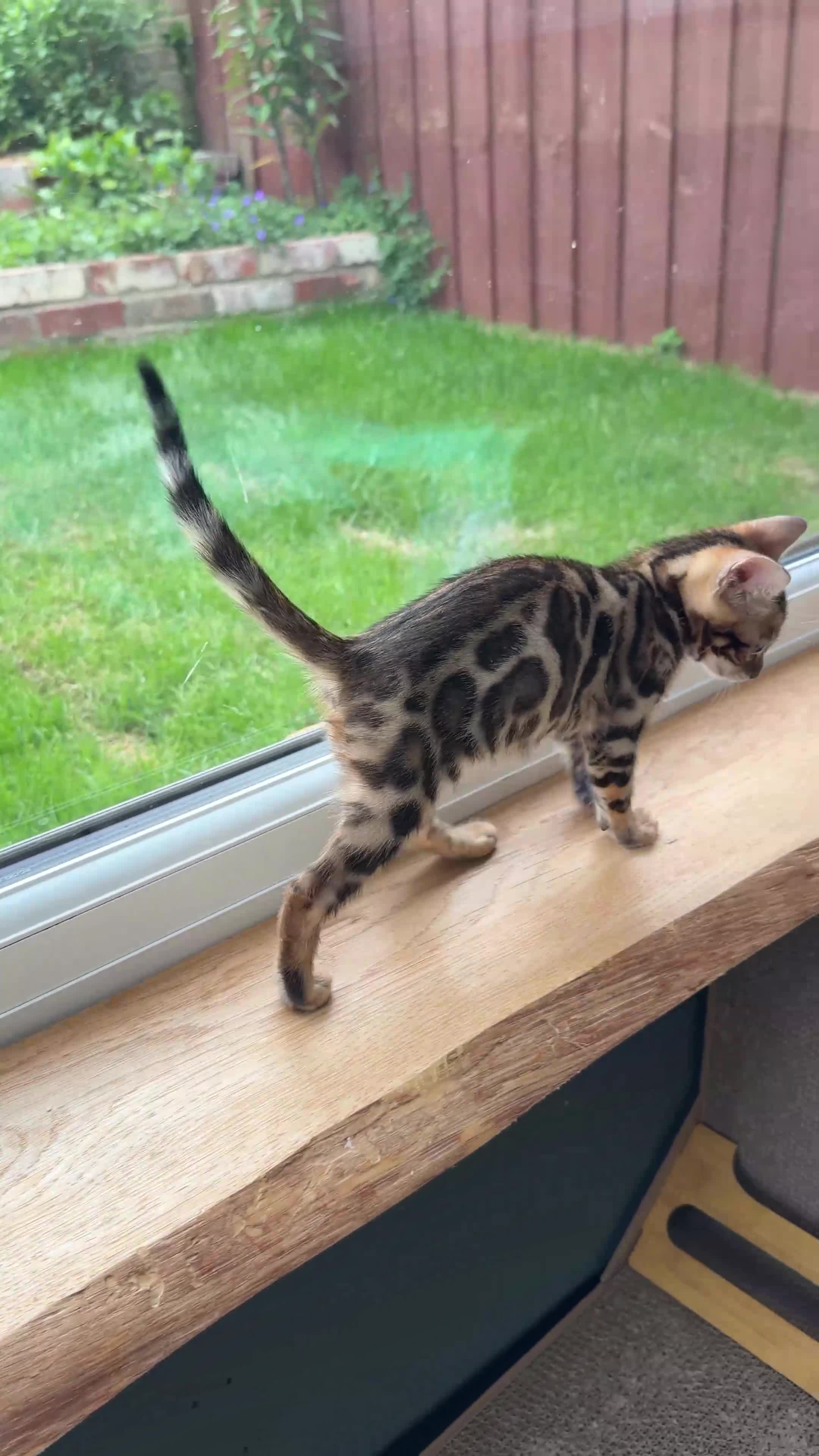 Bengal cats for sale: 🐾 Show quality GCCF Bengal Kittens for Sale 🐾 - Video 3