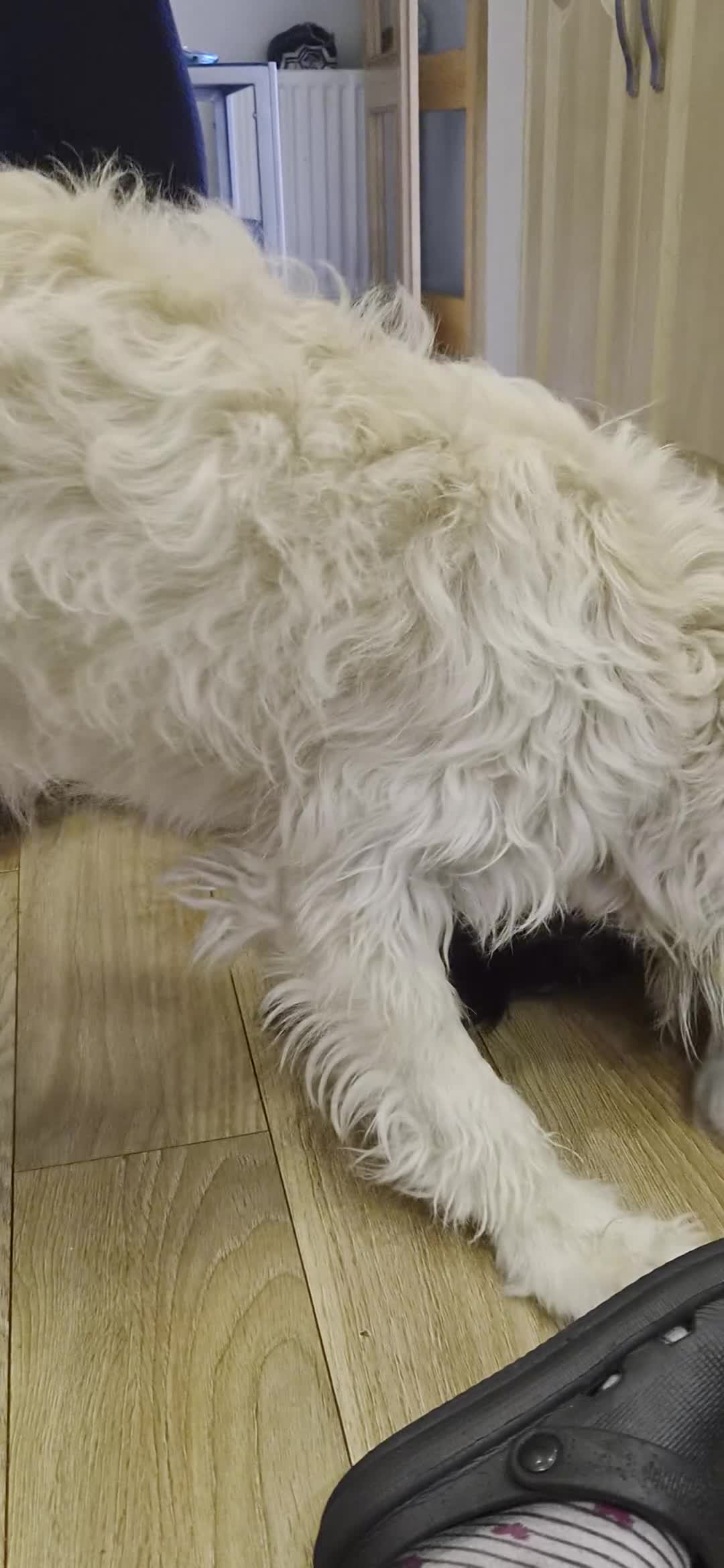 Double Doodle dogs for sale: Double doodle puppies (labradoodle/goldendoodle)🐶 - Video 1