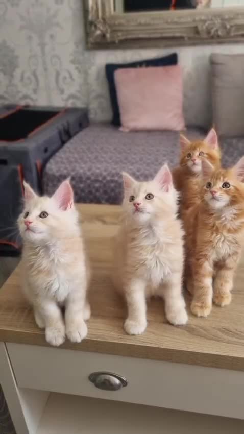 Maine Coon cats for stud: 2 XL Proven Studs 1 of them is a Tica Champion   in Royston - Video 3