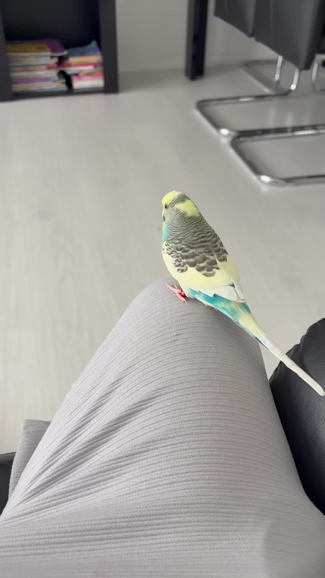 Budgerigars birds for sale: Semi tamed budgie for sale  - Video 1