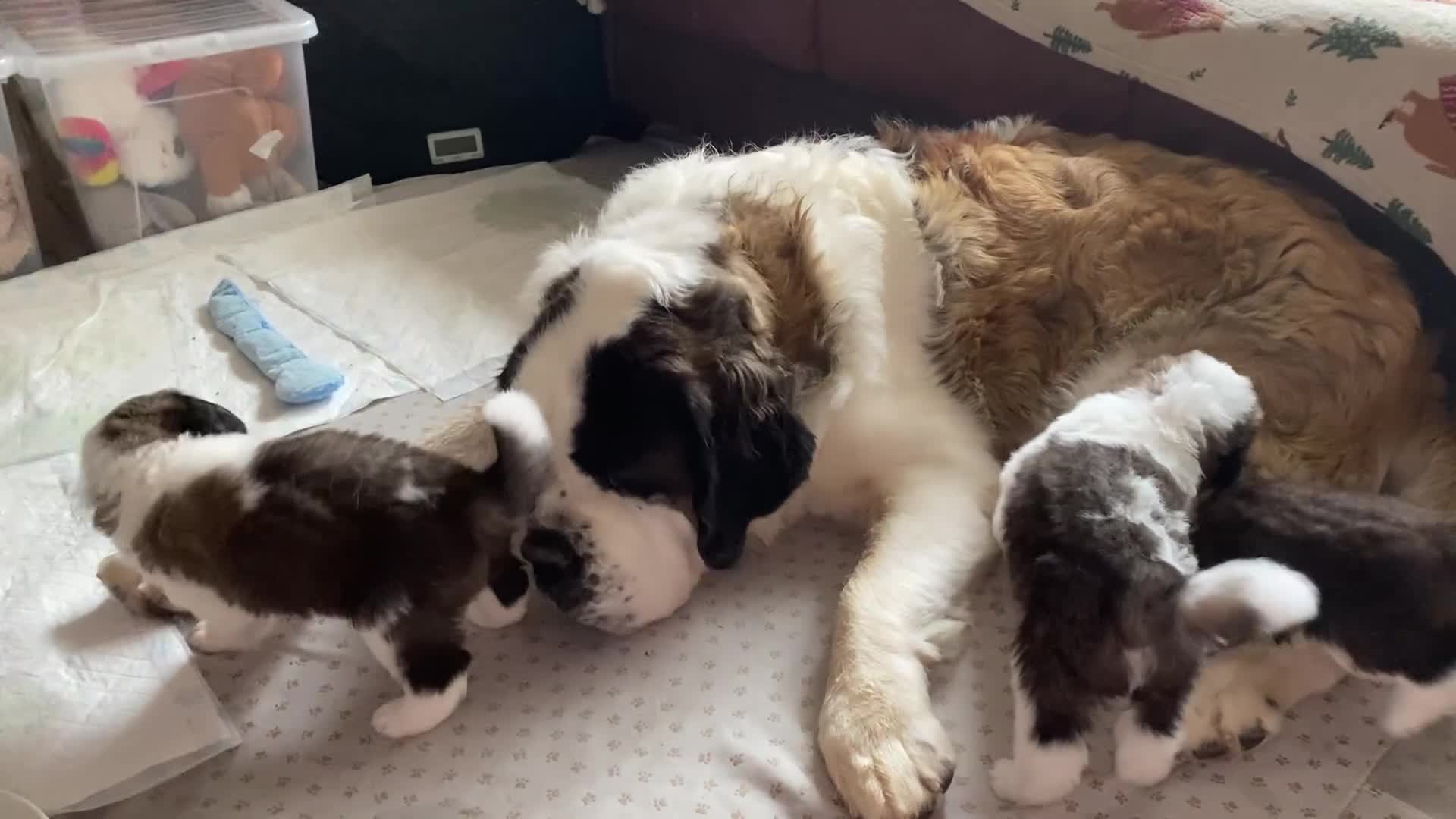 Saint Bernard dogs for sale: Gorgeous Saint Bernard puppies looking for homes - Video 3