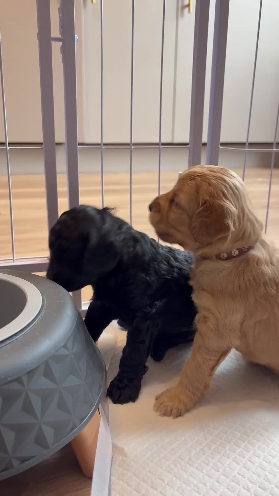 Mixed Breed dogs for sale: Double doodles  - Video 1