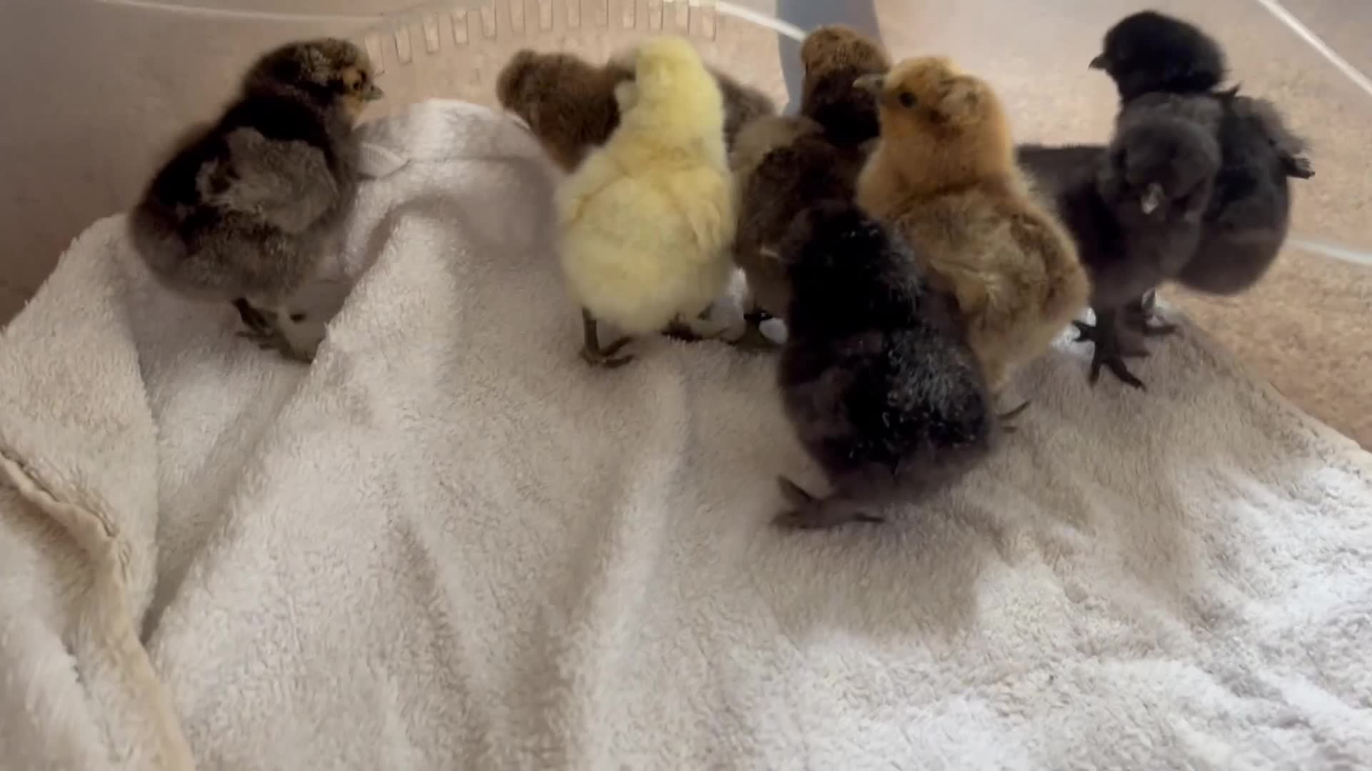 Chickens poultry for sale: Silkie Chicks for sale - Video 2
