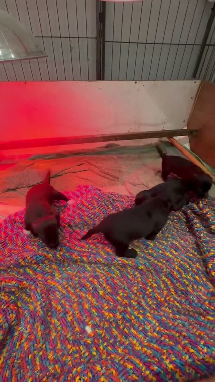 Jackapoo dogs for sale: F1 Jackapoo puppies - Video 2
