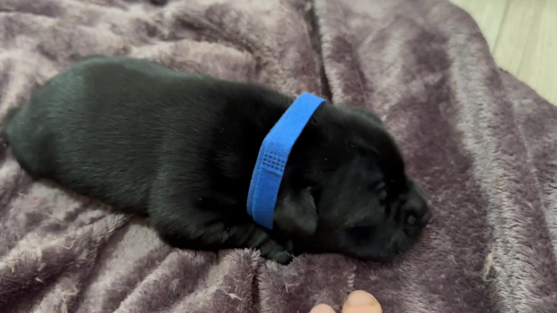 Staffordshire Bull Terrier dogs for sale: Staffys Puppies   25+ Champions ( Show Quality ) - Video 2