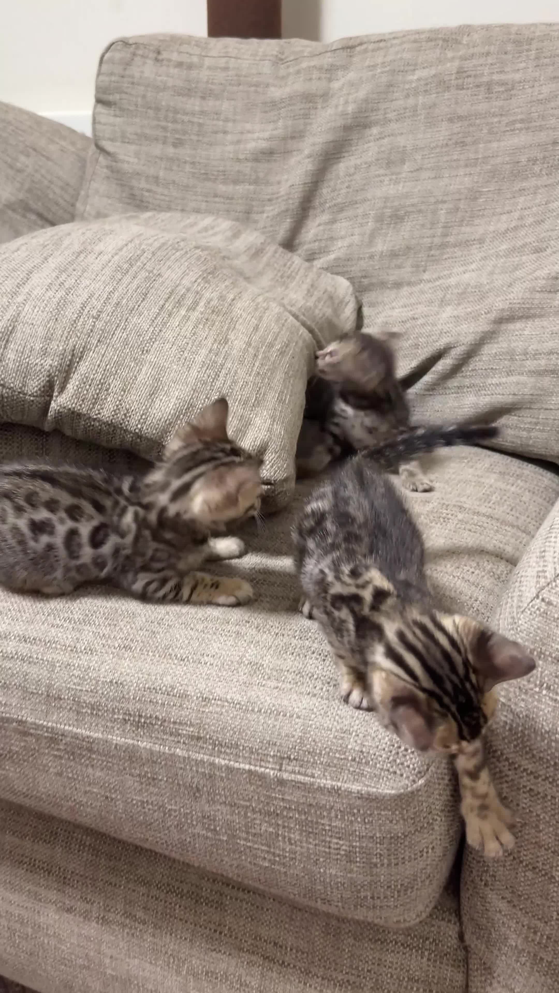 Bengal cats for sale: Bengal kittens - Video 1