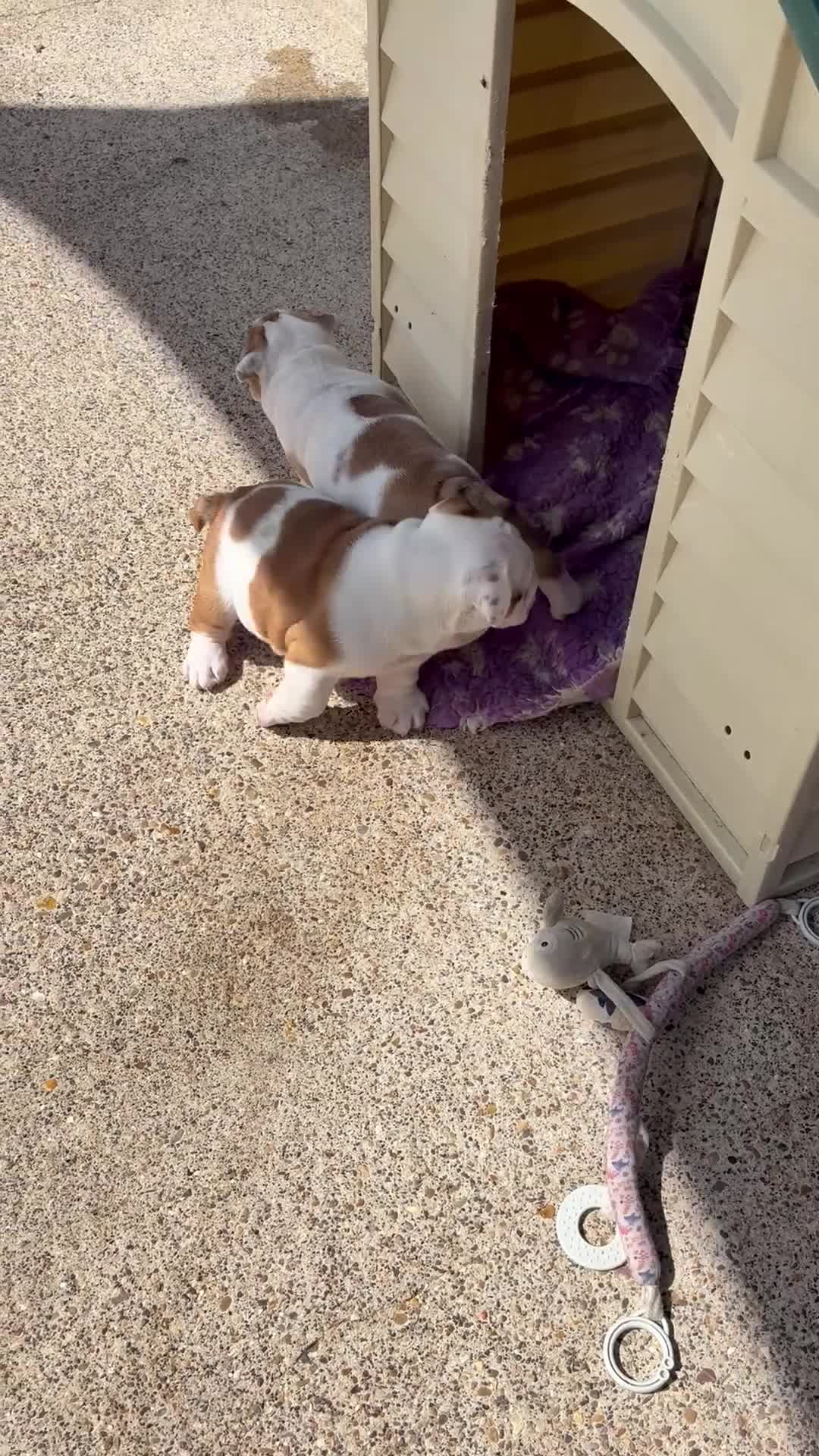 English Bulldog dogs for sale: Quality English bulldog puppies in Skegness - Video 1