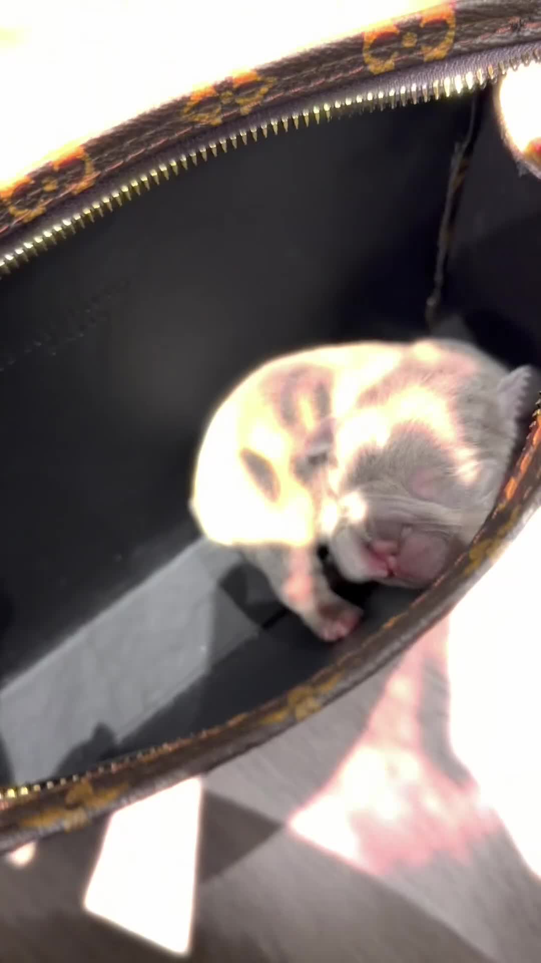 French Bulldog dogs for sale: 6 beautiful French bulldog puppies - Video 2