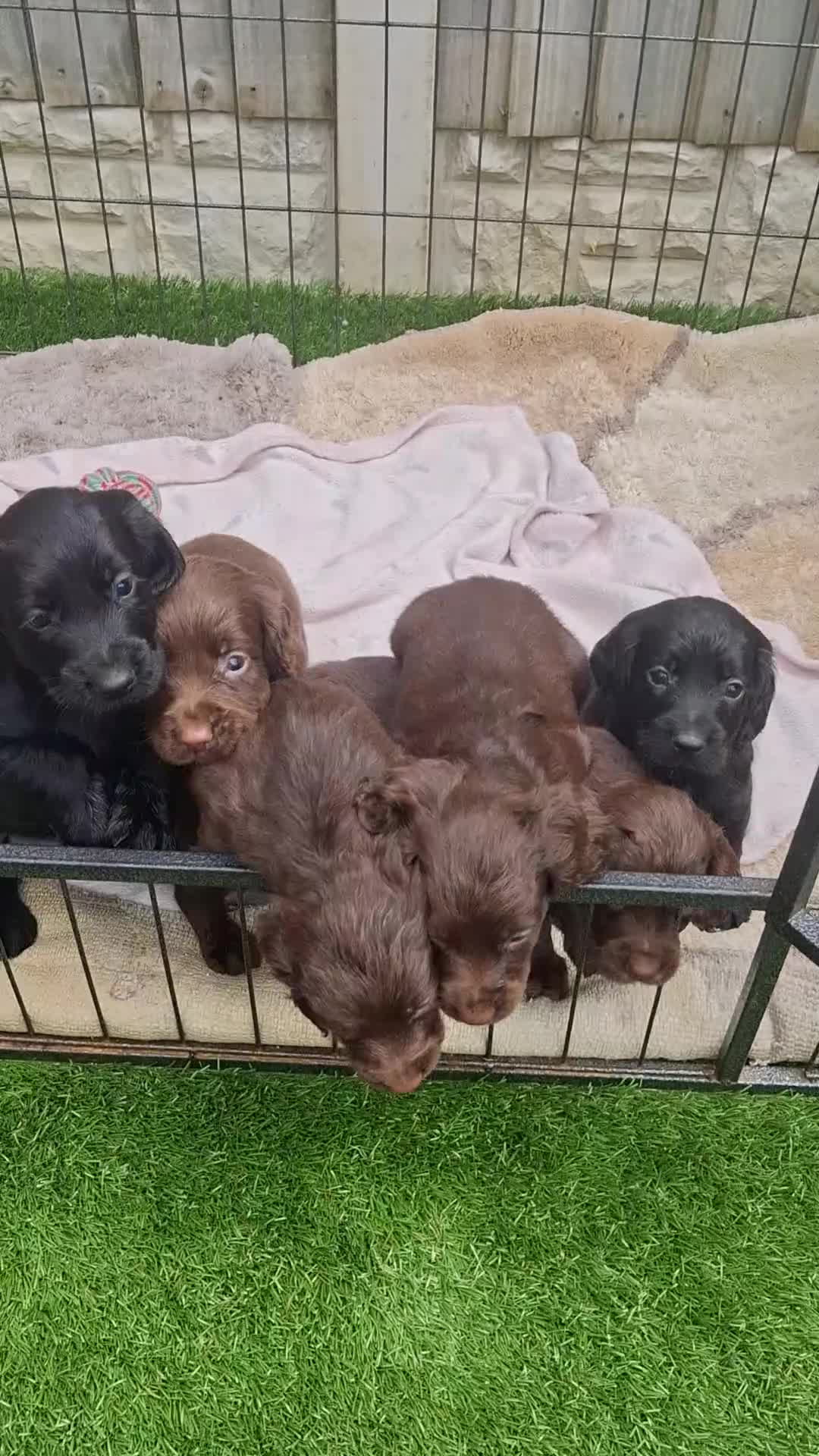 Cocker Spaniel dogs for sale: KC working Cocker puppies  - Video 1
