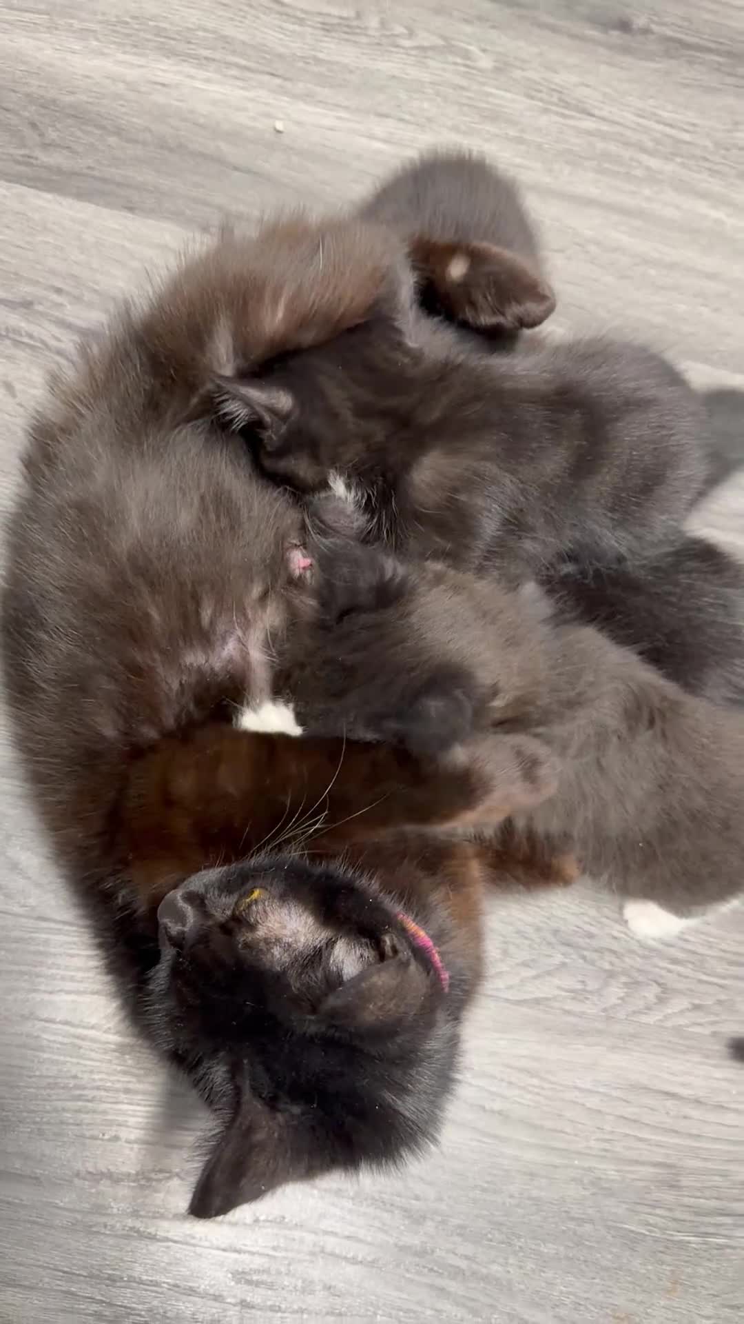 Mixed Breed cats for sale: *FREE* 4x Kittens and mother needing good homes in Leeds - Video 1
