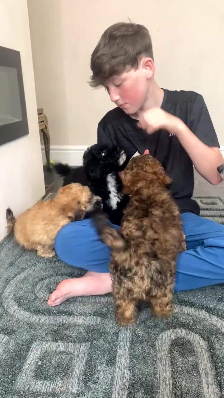 Poochon dogs for sale: Ready to leave poochons  - Video 1