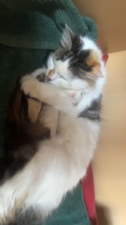 British Longhair cats for sale: british long hair kittens  in Hayling Island - Video 2