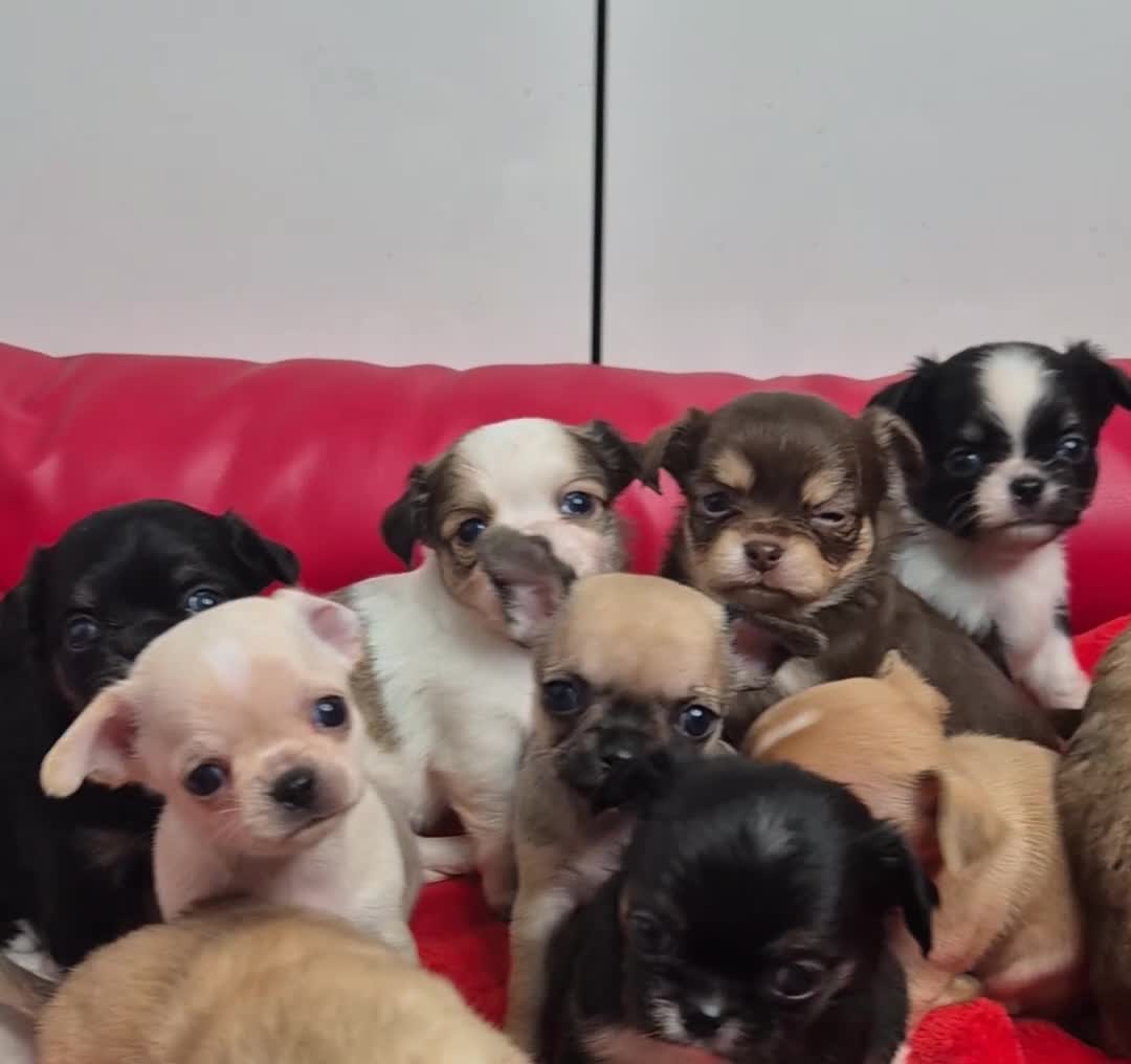Chihuahua dogs for sale: KC registered Chihuahua puppies  - Video 3