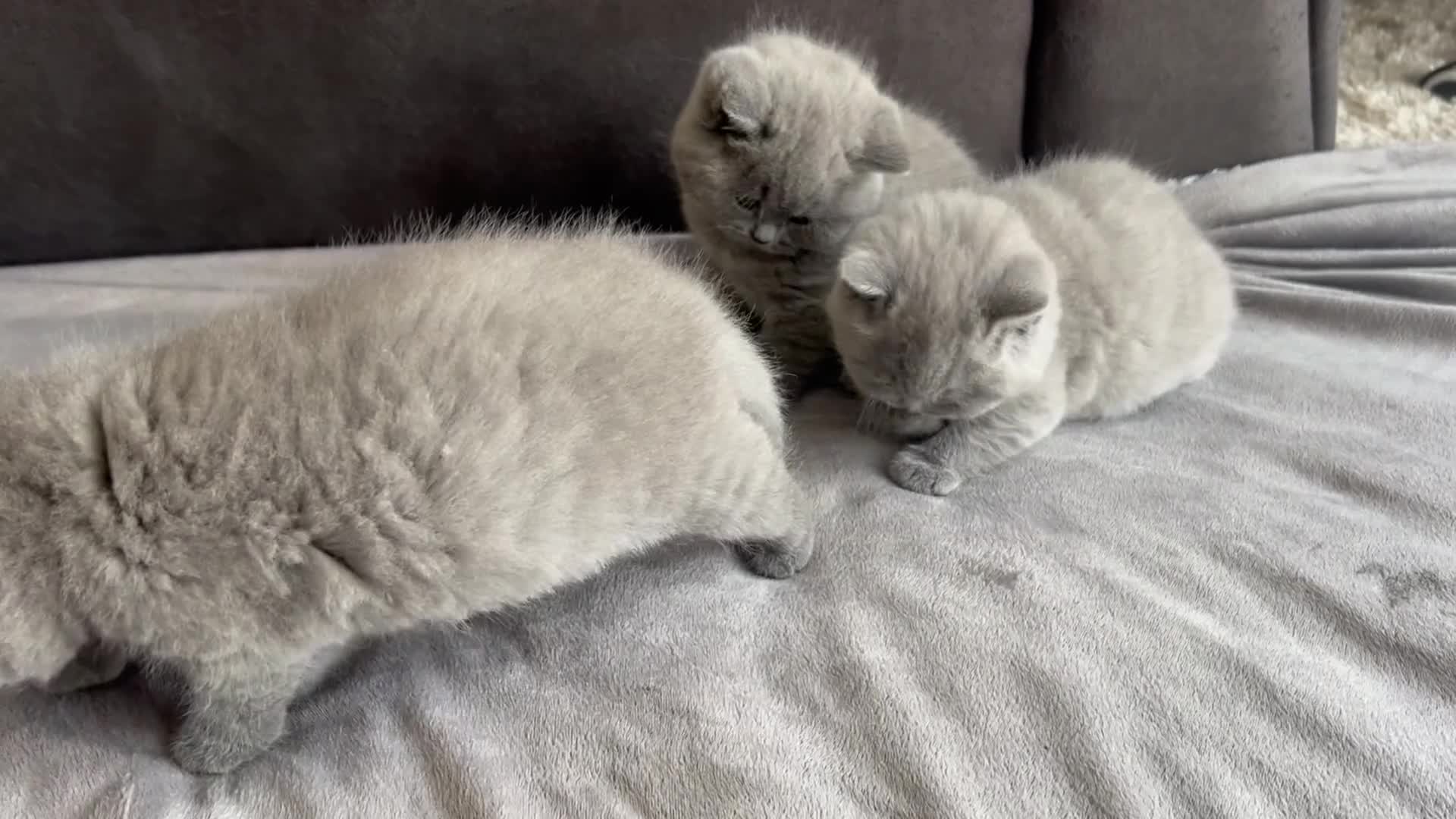 British Shorthair cats for sale: British Shorthair Kittens Raised with Love - Video 4