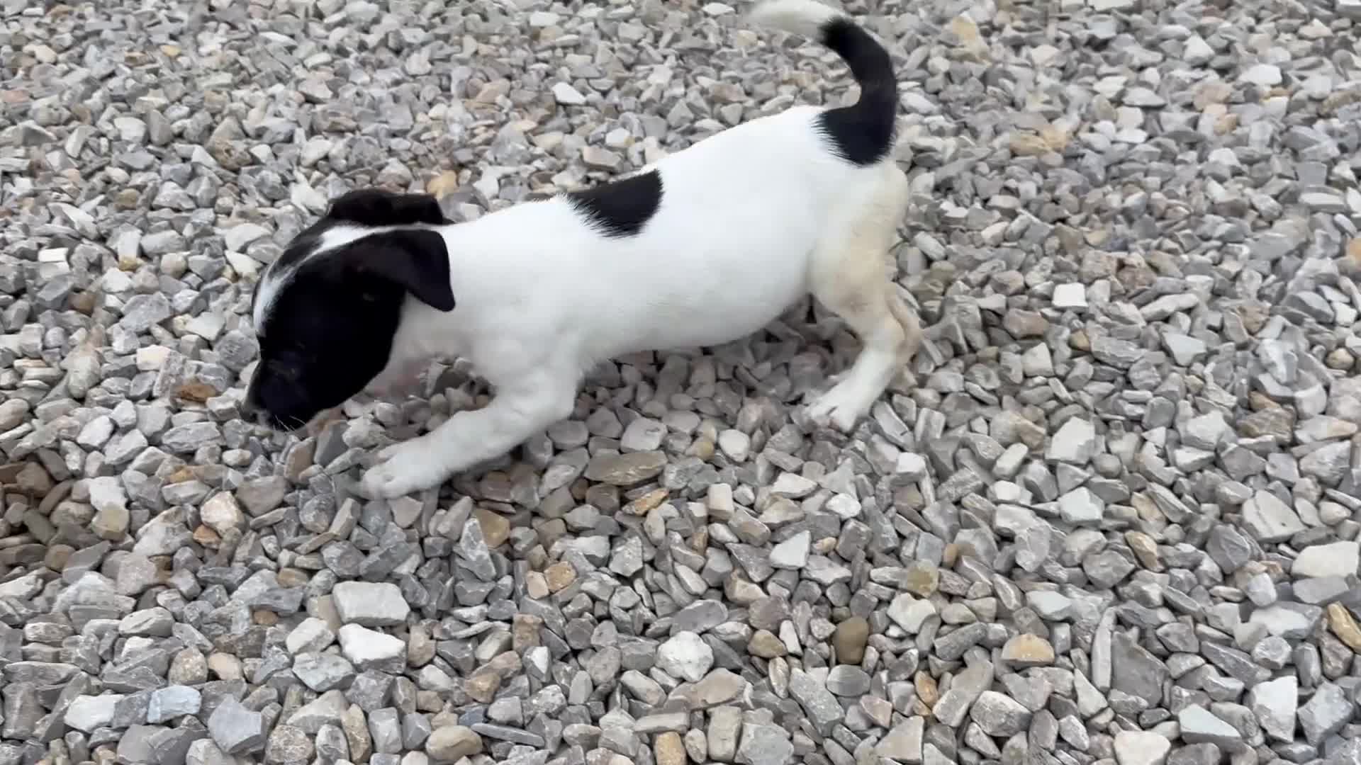 Jack Russell dogs for sale: Jack Russell  in Barnsley - Video 1