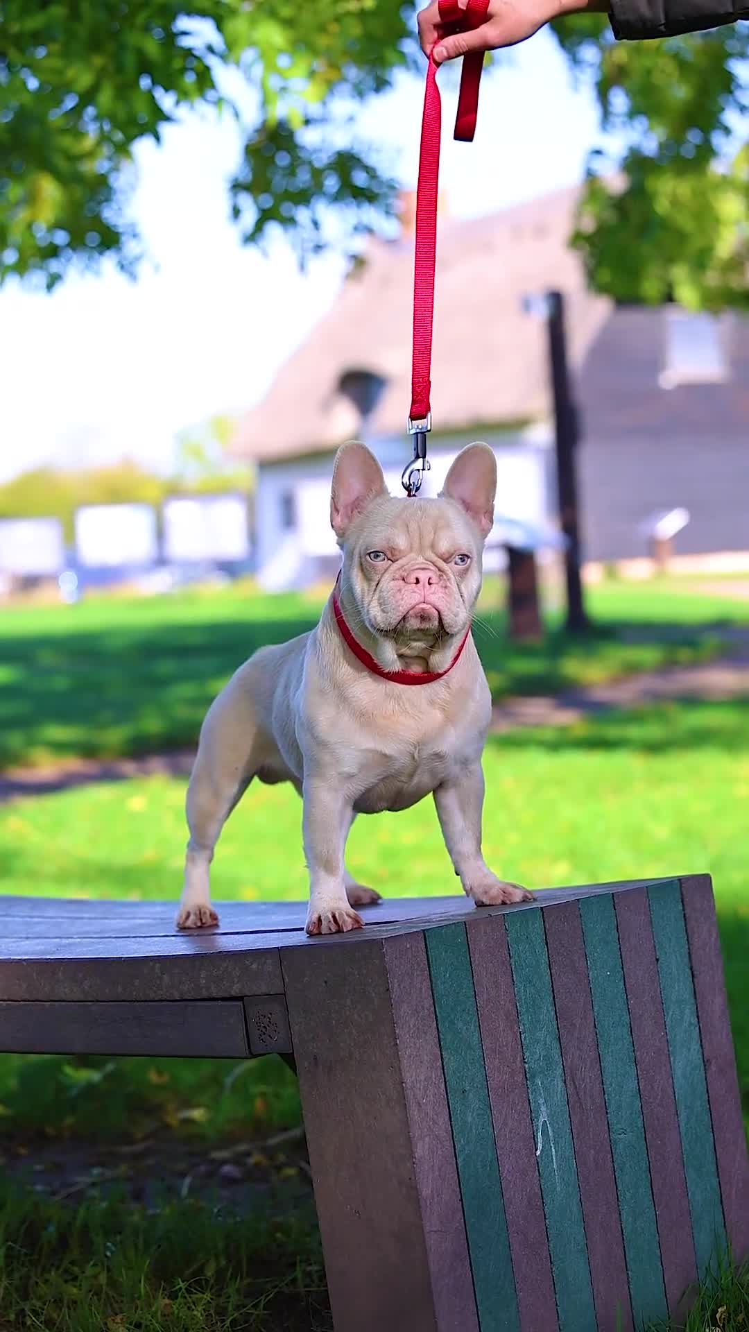 French Bulldog dogs for stud: Visual Pink & Tan Proven Stud  - Video 1