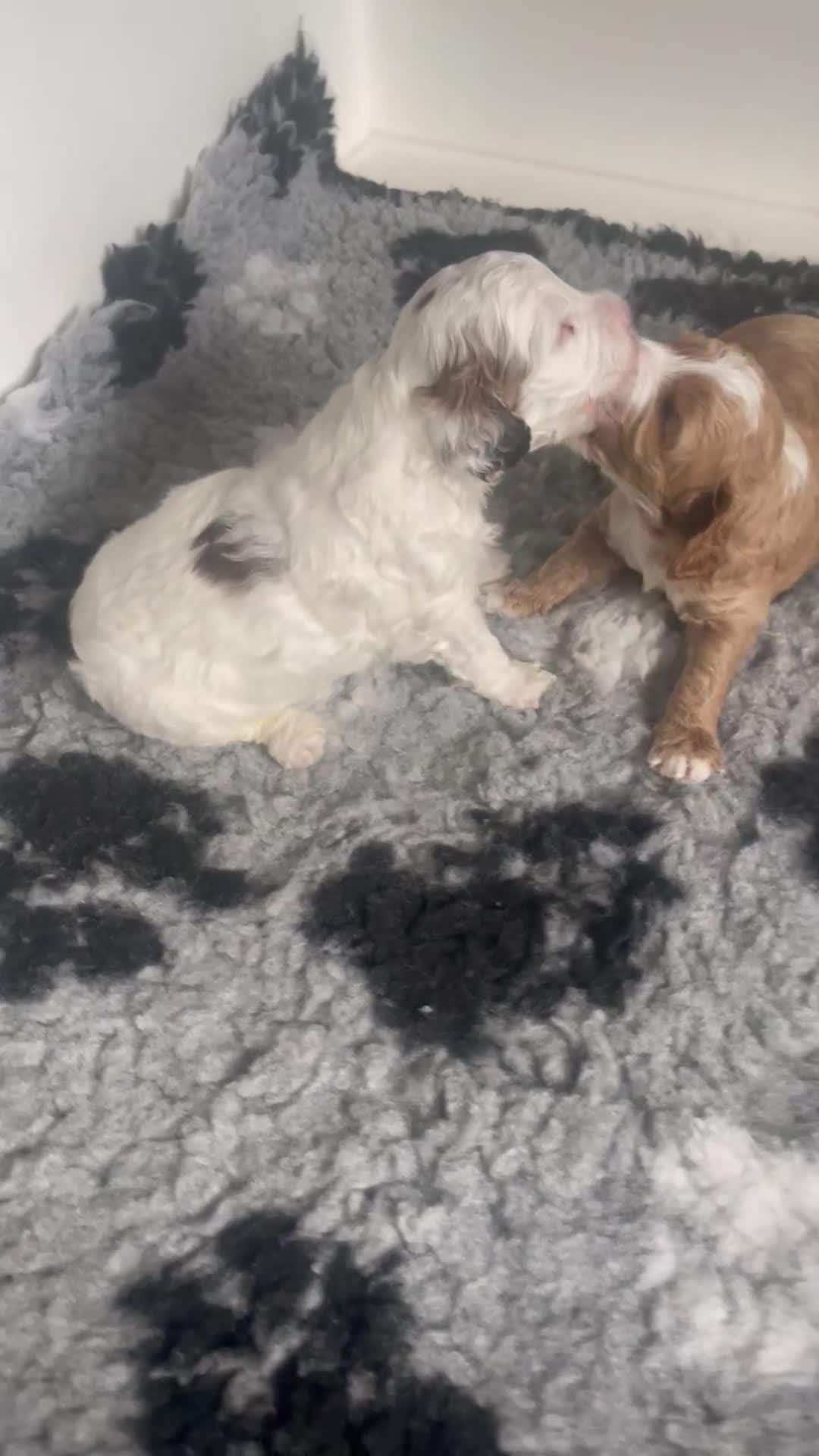 Cockapoo dogs for sale: F1b cockapoo puppies ready now - Video 1