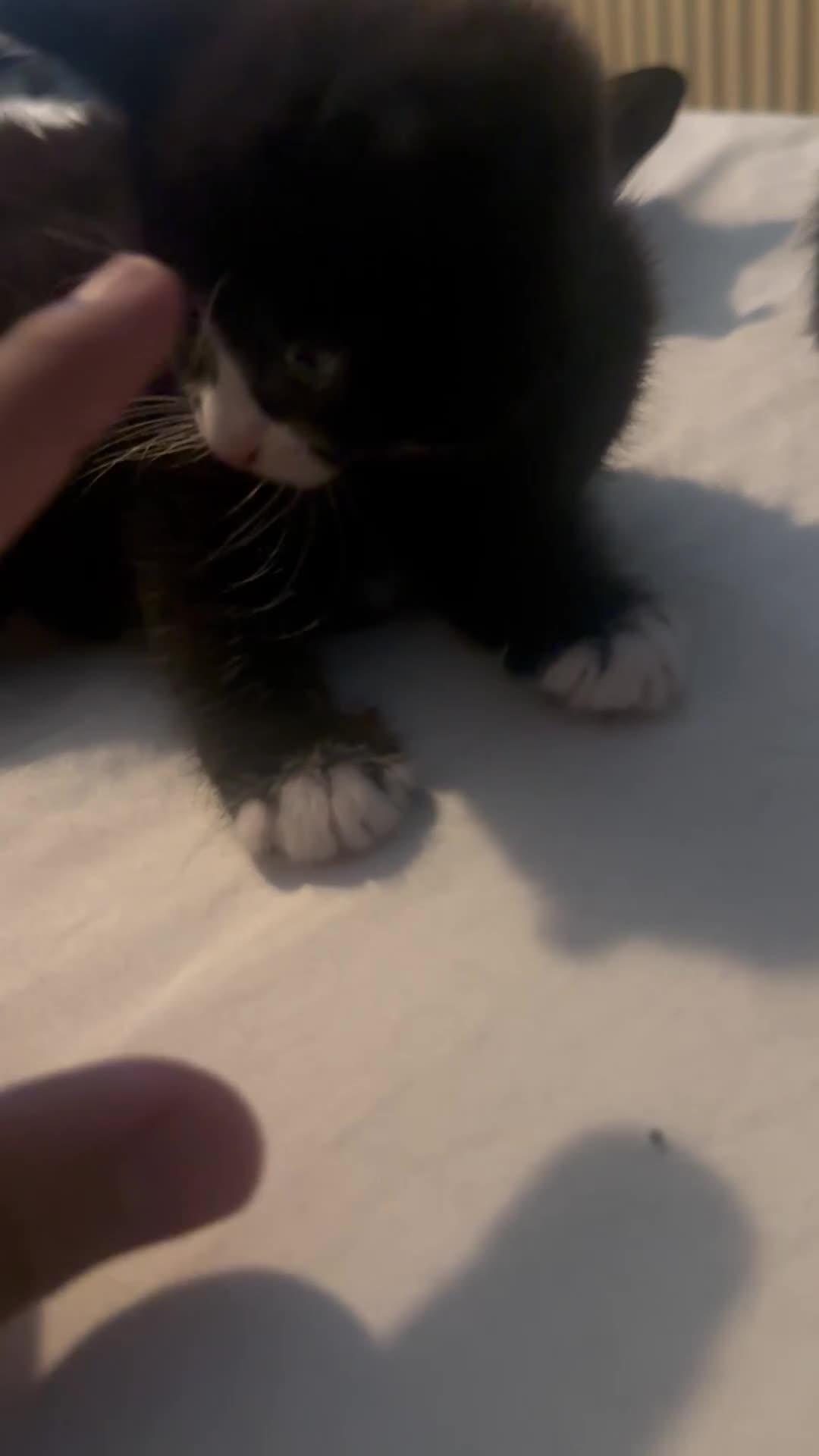 Mixed Breed cats for sale: Tuxedo kittens for sale! - Video 4
