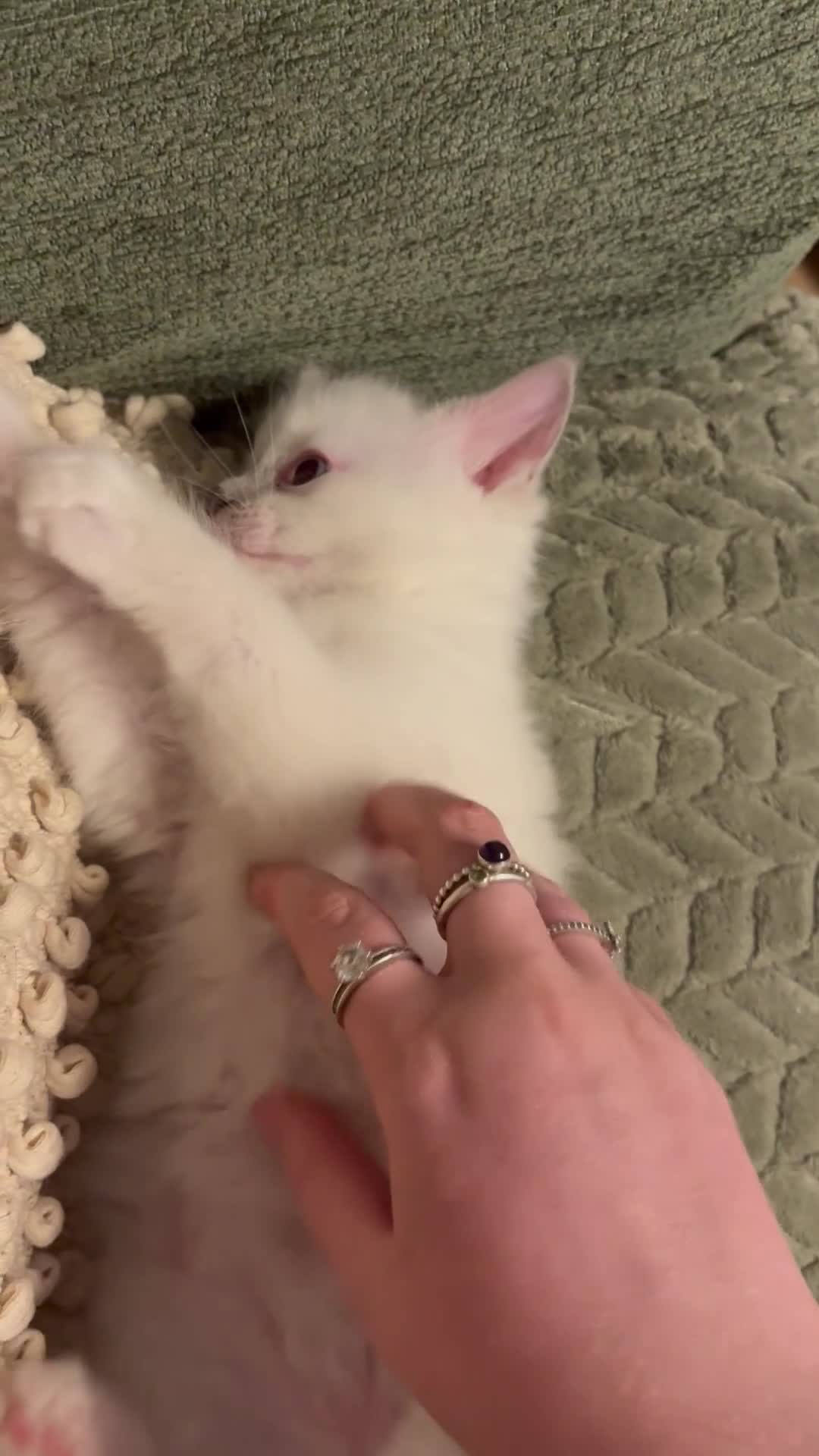 Ragdoll cats for sale: Pure ragdolls kittens  - Video 4