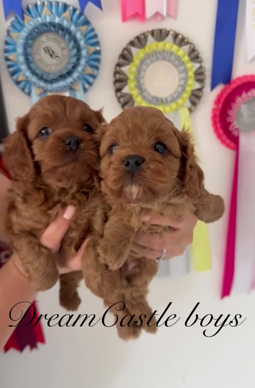 Cavapoo dogs for sale: Asian teddy poodle dad tiny Cavapoo puppies - Video 1