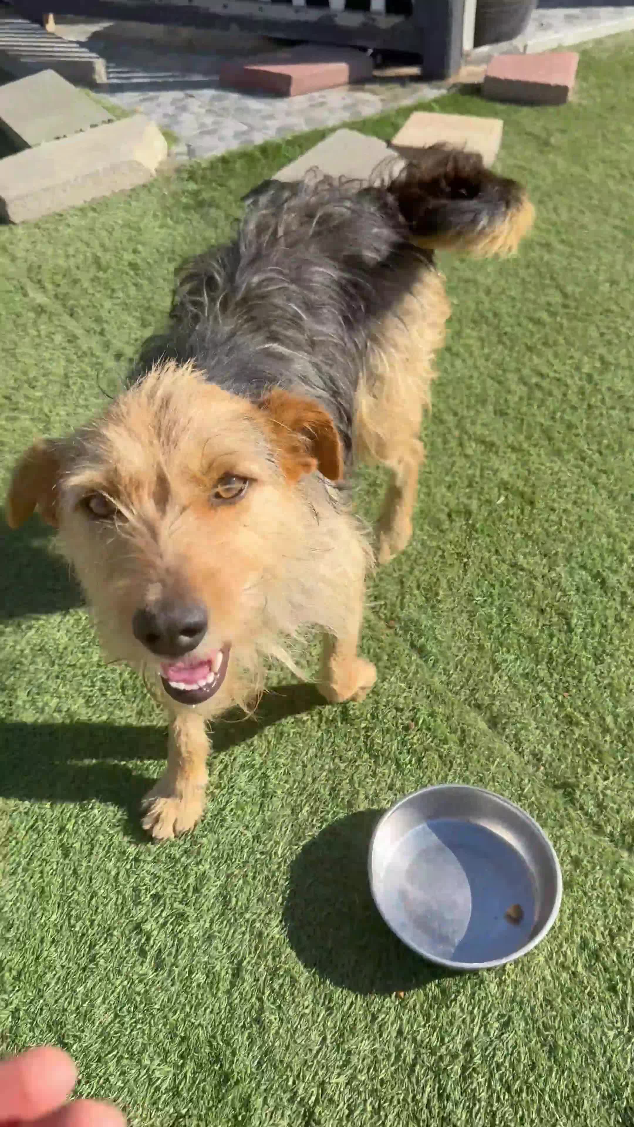 Mixed Breed dogs for adoption: Sweet Trixie Needs LOVE - Video 1