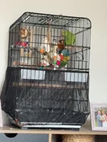 Ringnecks birds for sale: indian ring neck parrot male in Walsall - Video 1