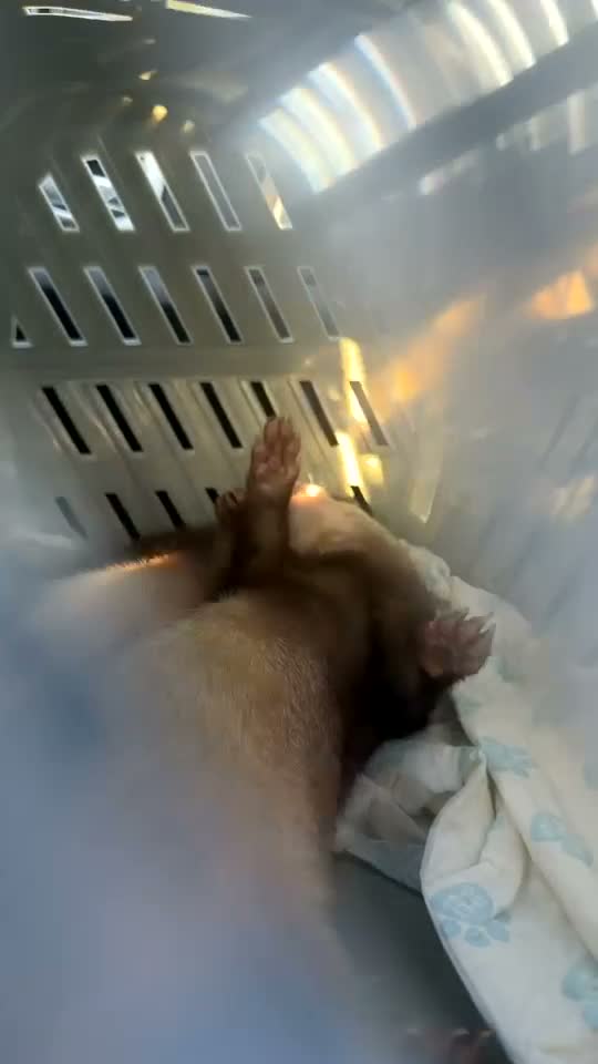 Ferret rodents for sale: Two friendly pet Hobbs  - Video 2
