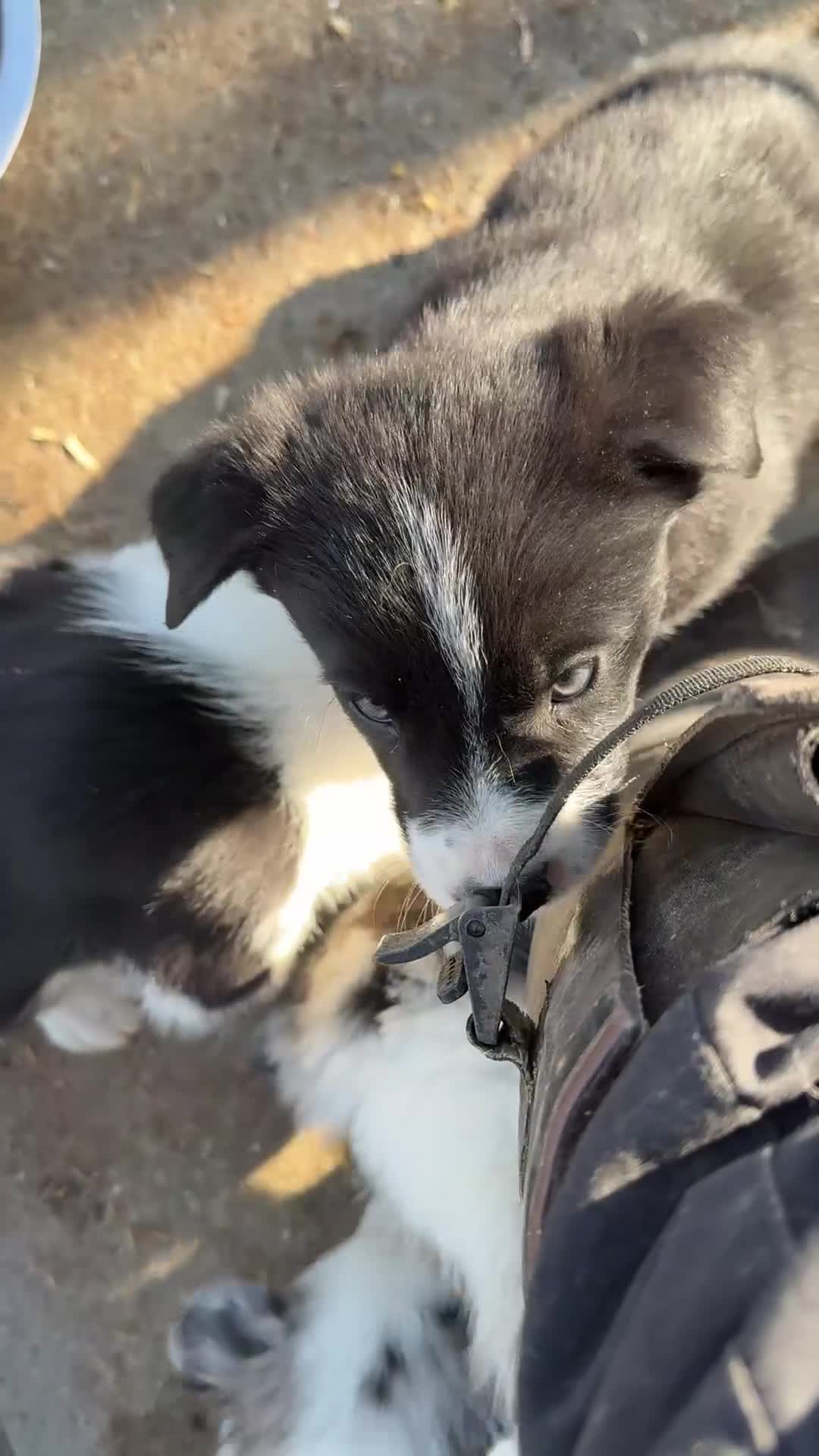 Border Collie dogs for sale: Gorgeous collie pups - various colours  - Video 4