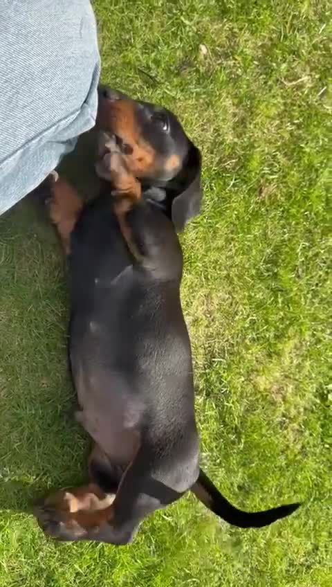 Miniature Dachshund dogs for sale: 🐾Ready to go!!! Reduced KC, Puppies.🐾 - Video 1