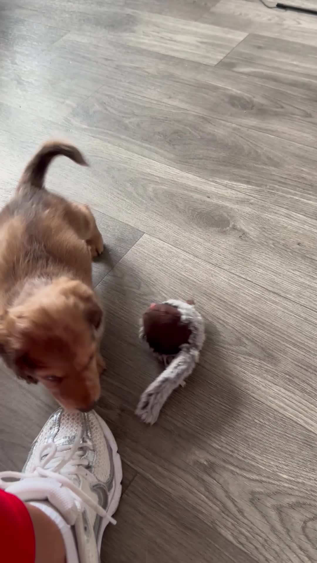 Miniature Dachshund dogs for sale: Kc registered mini Dachshund quality puppies  - Video 3