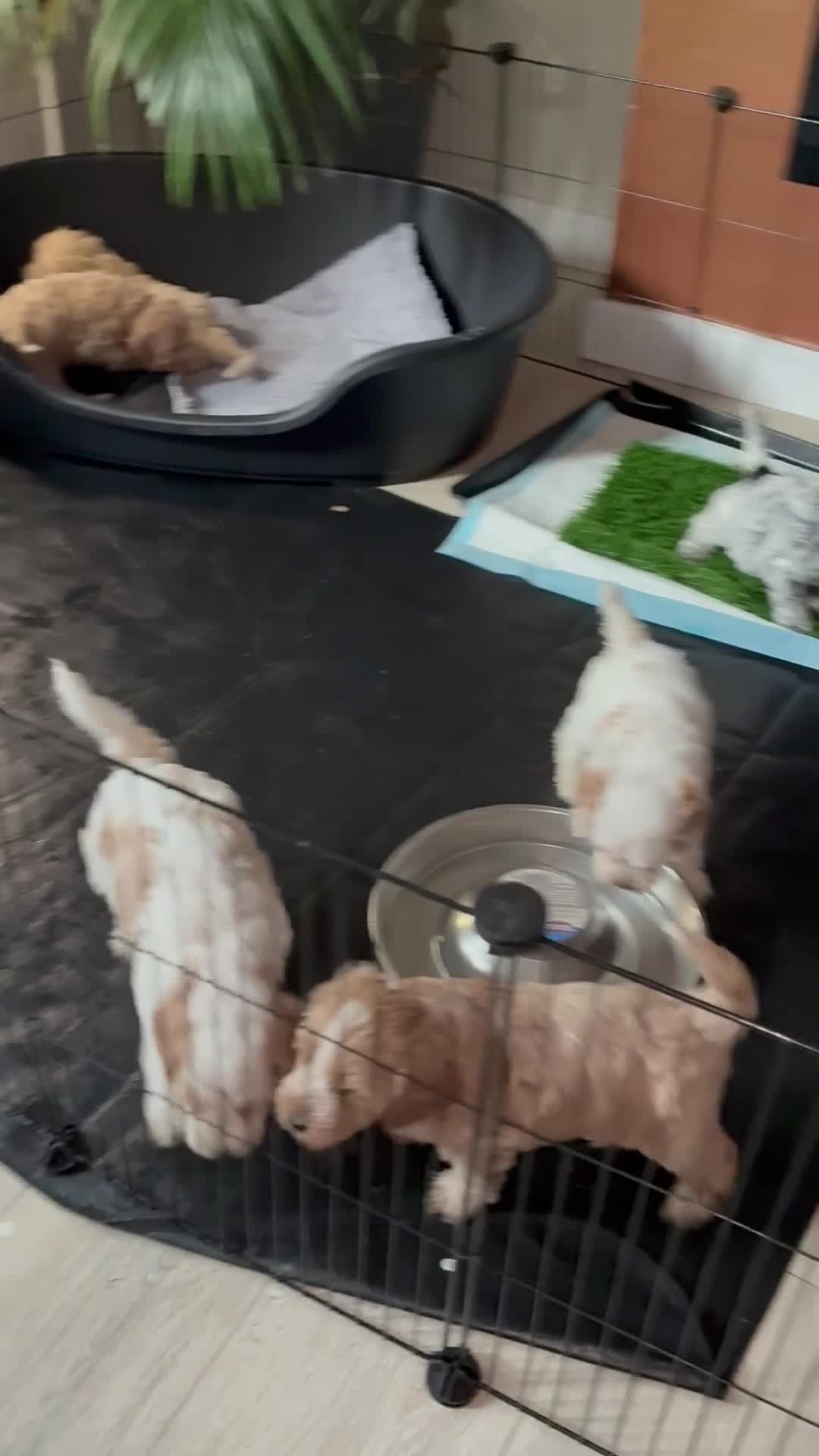 Cockapoo dogs for sale: Our beautiful cockerpoo babies  - Video 2